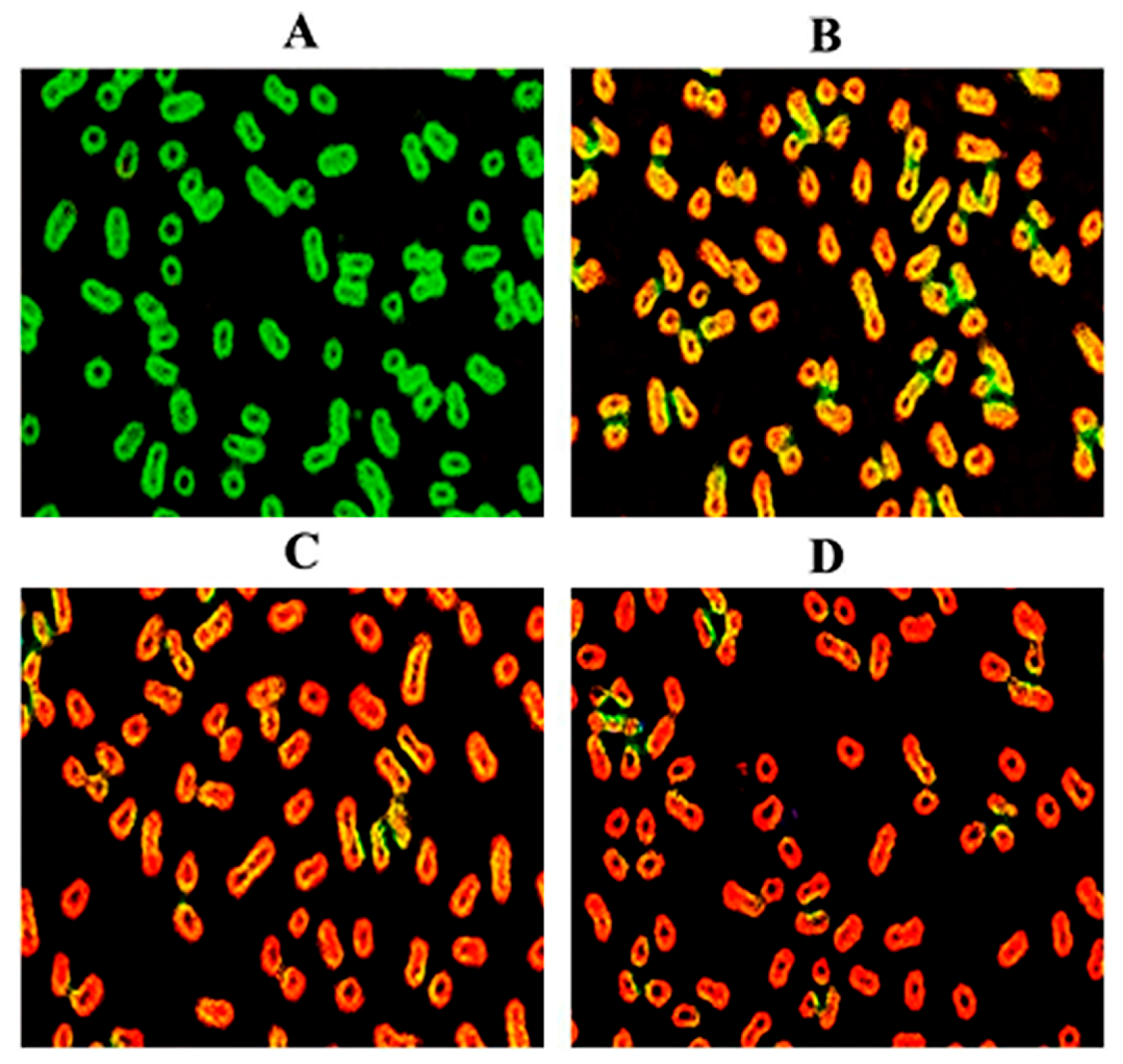 Metals Free Full Text Au ZnO Nanocomposites Prepared by Laser