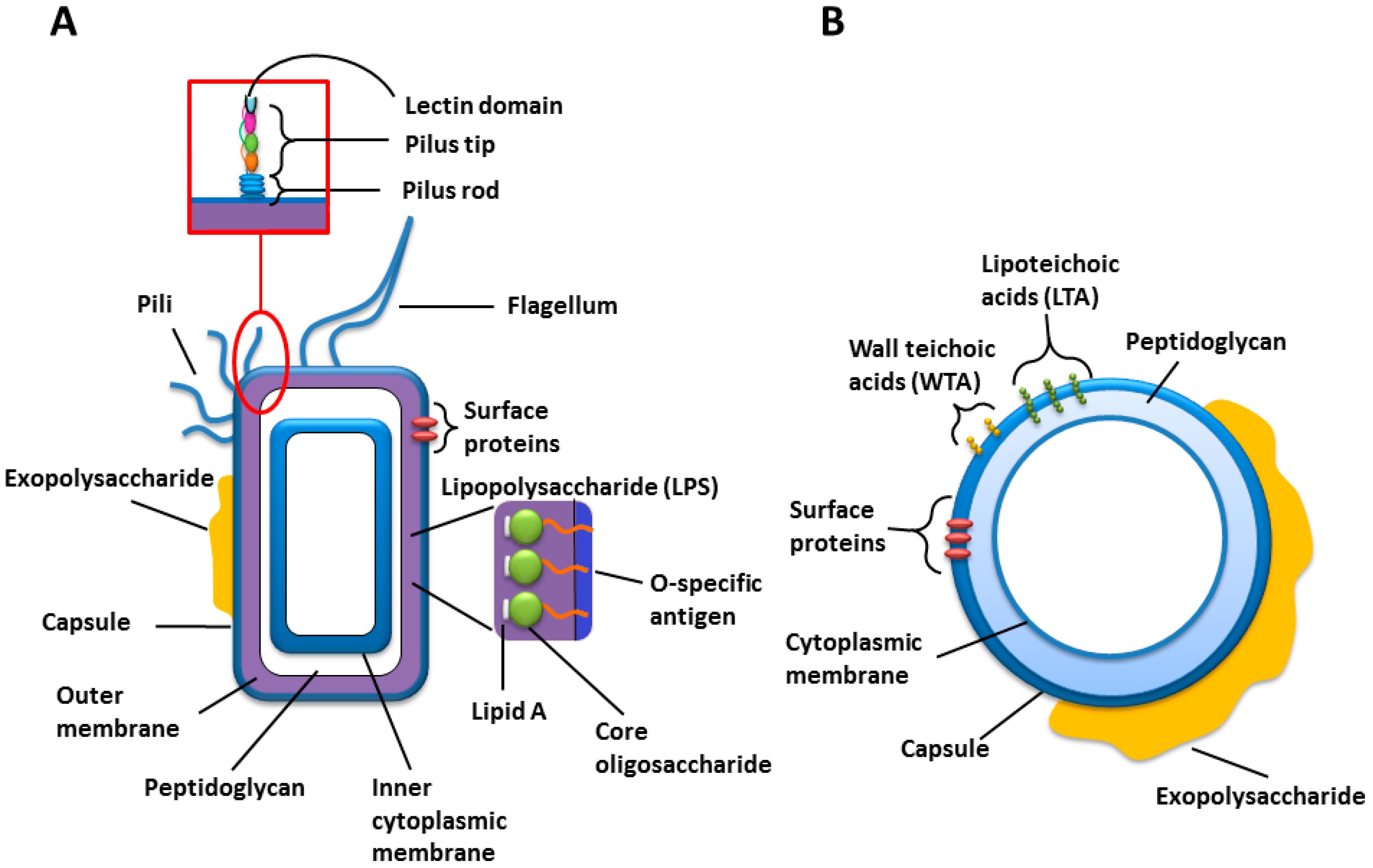 Human oral lectin ZG16B acts as a cell wall polysaccharide probe to decode  host–microbe interactions with oral commensals