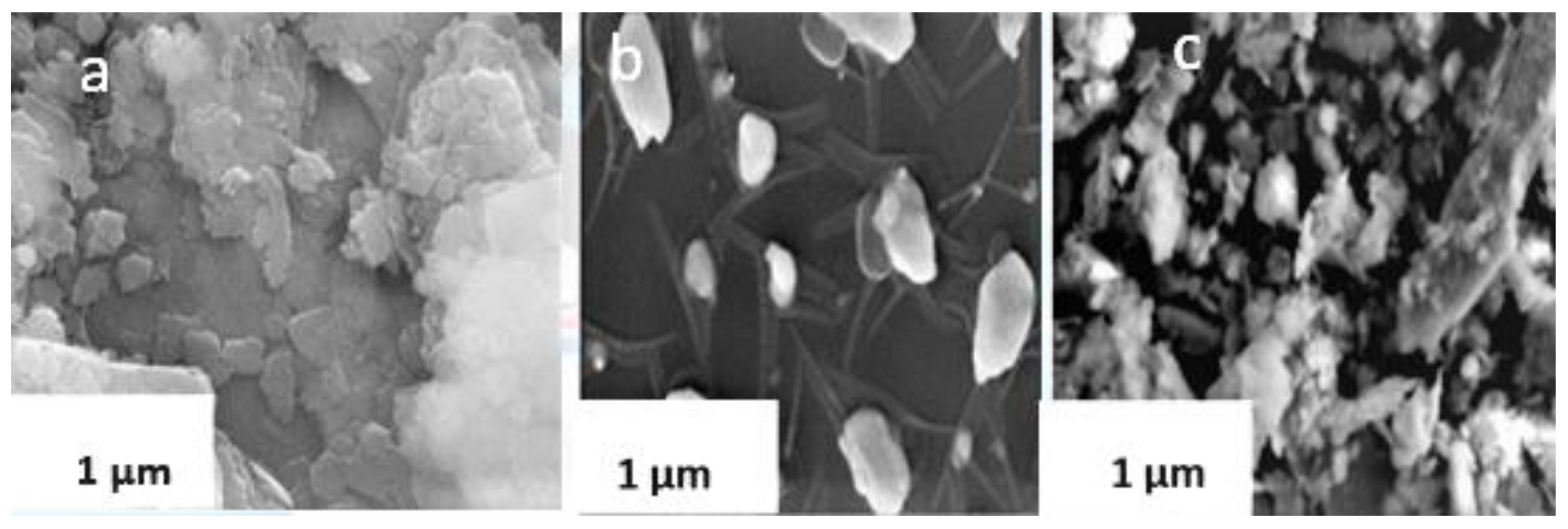 Microbiolres 12 00070 g005