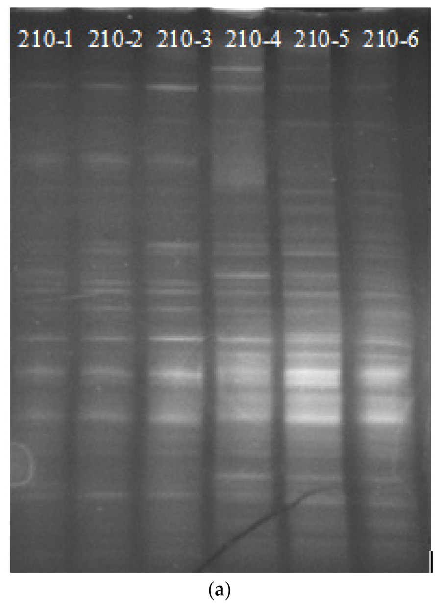 Microbiolres 13 00005 g006a Microbiolres 13 00005 g006a