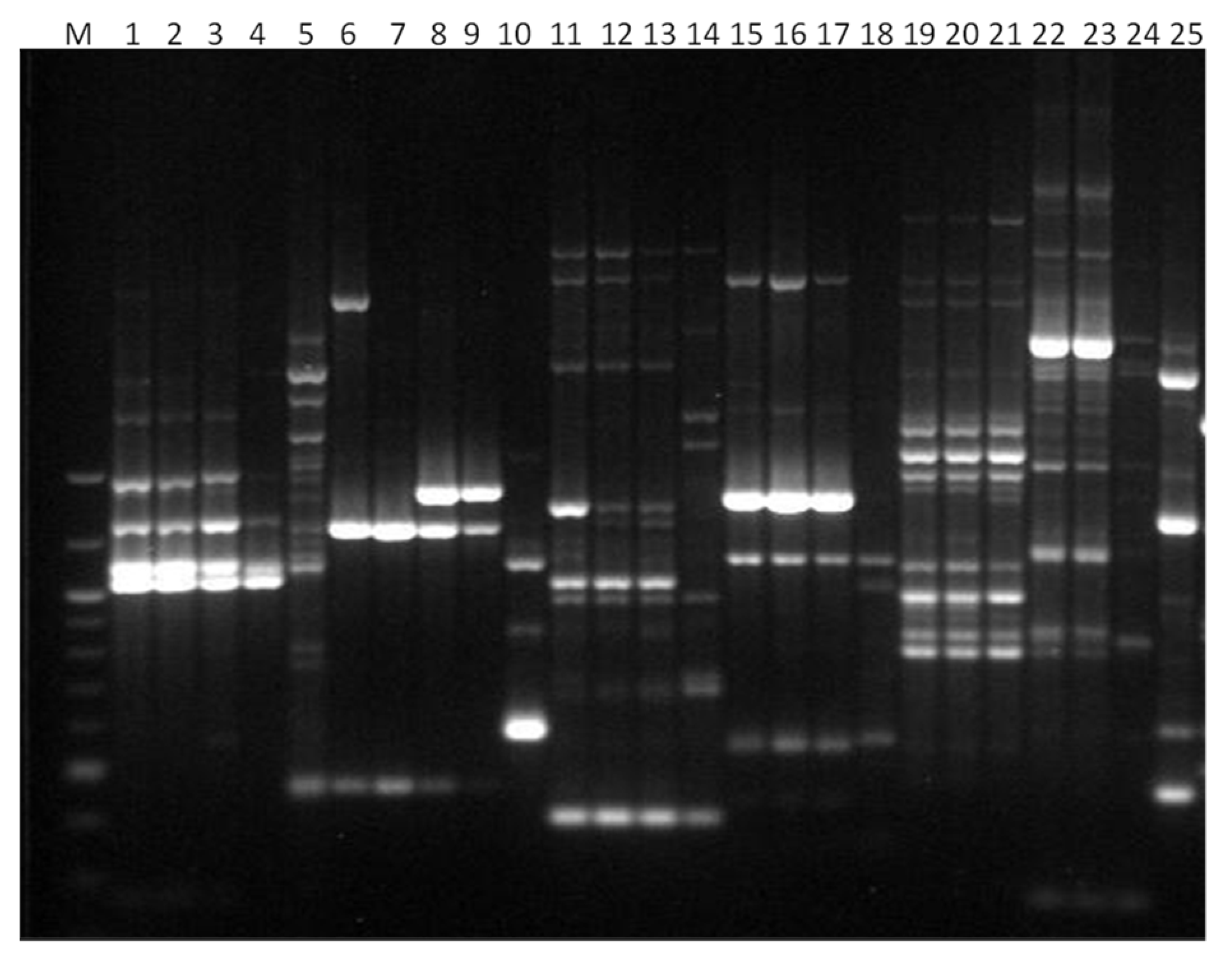 Microbiolres 13 00046 g005