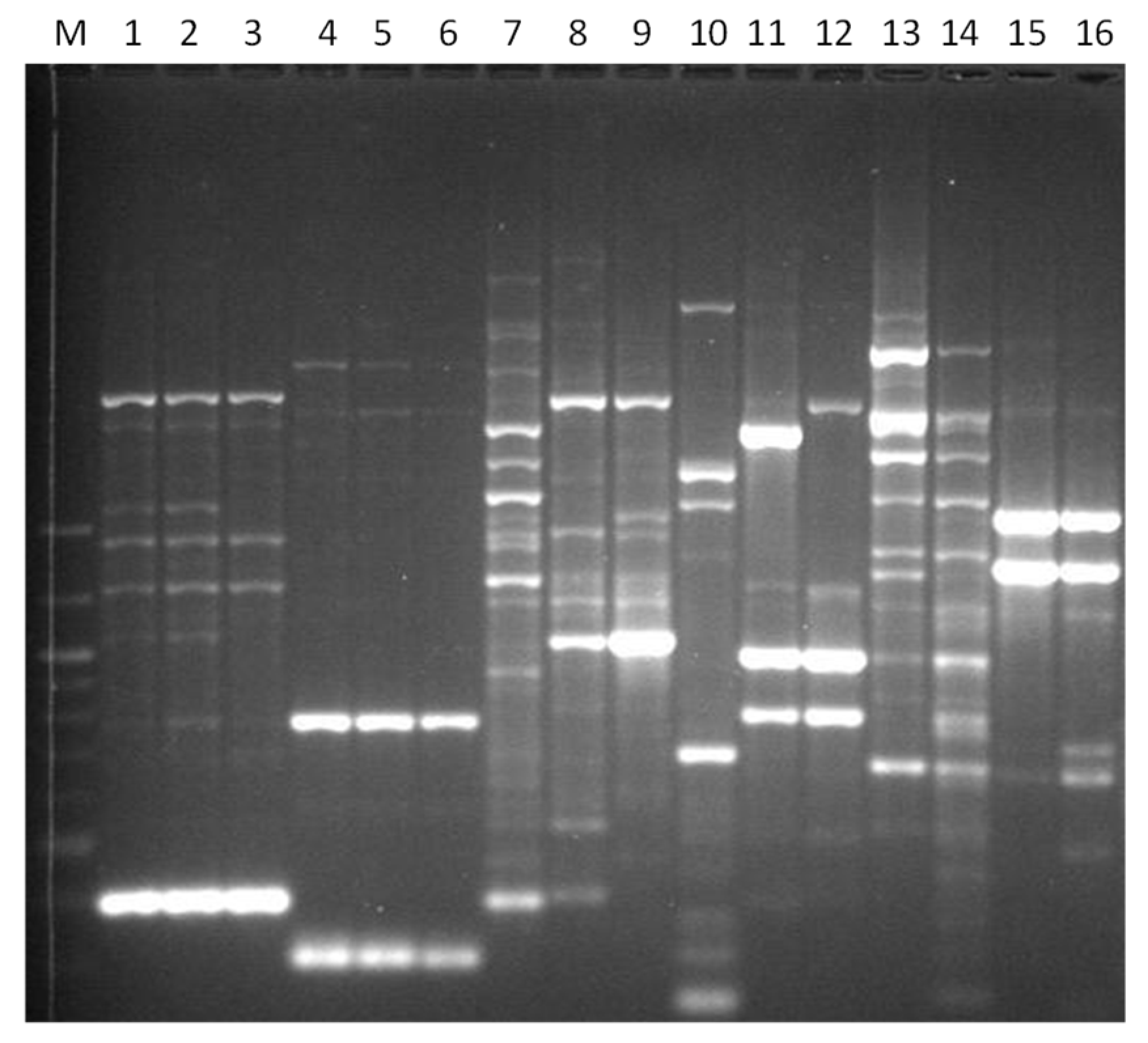 Microbiolres 13 00046 g008