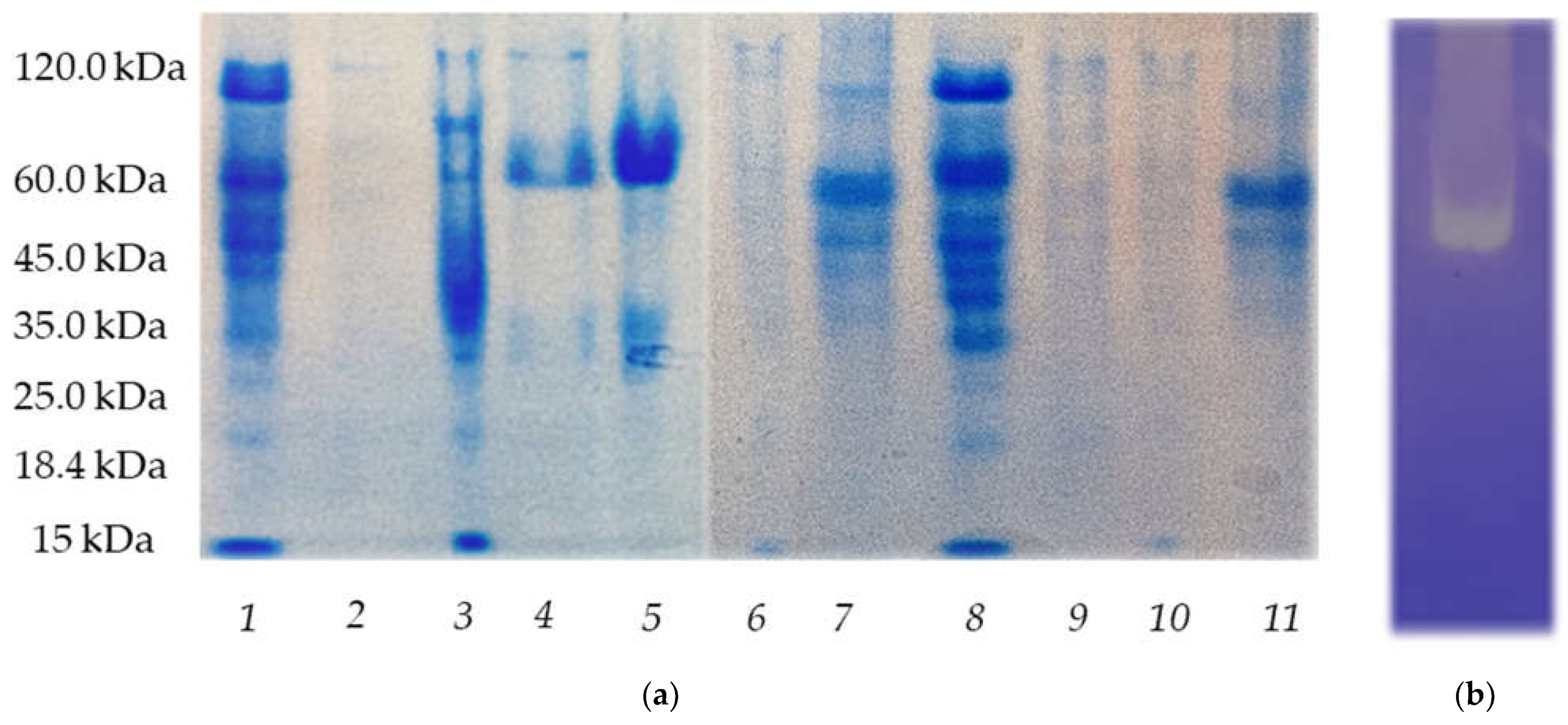 Microbiolres 13 00063 g005 Microbiolres 13 00063 g005