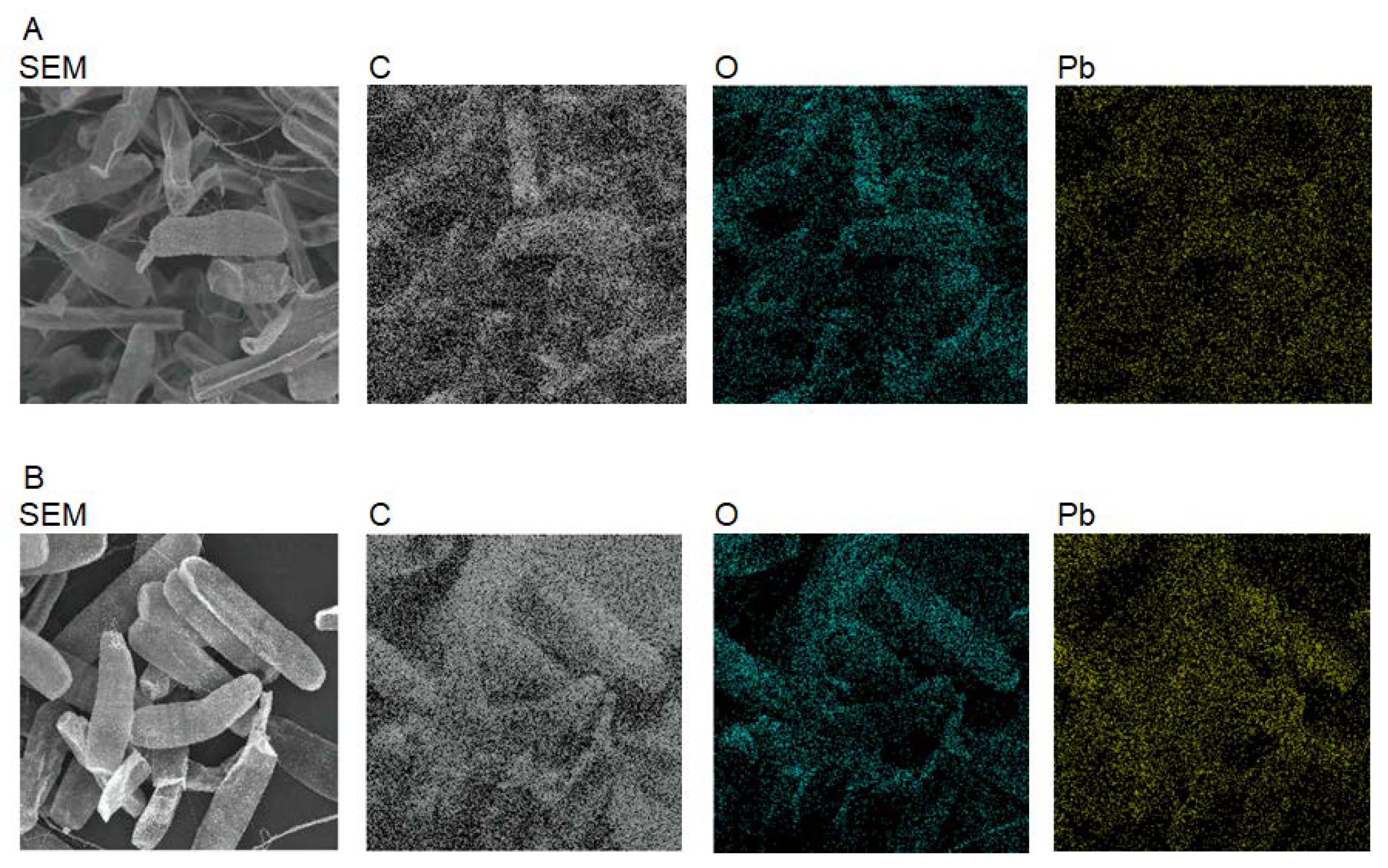 Microbiolres 13 00073 g001 Microbiolres 13 00073 g001
