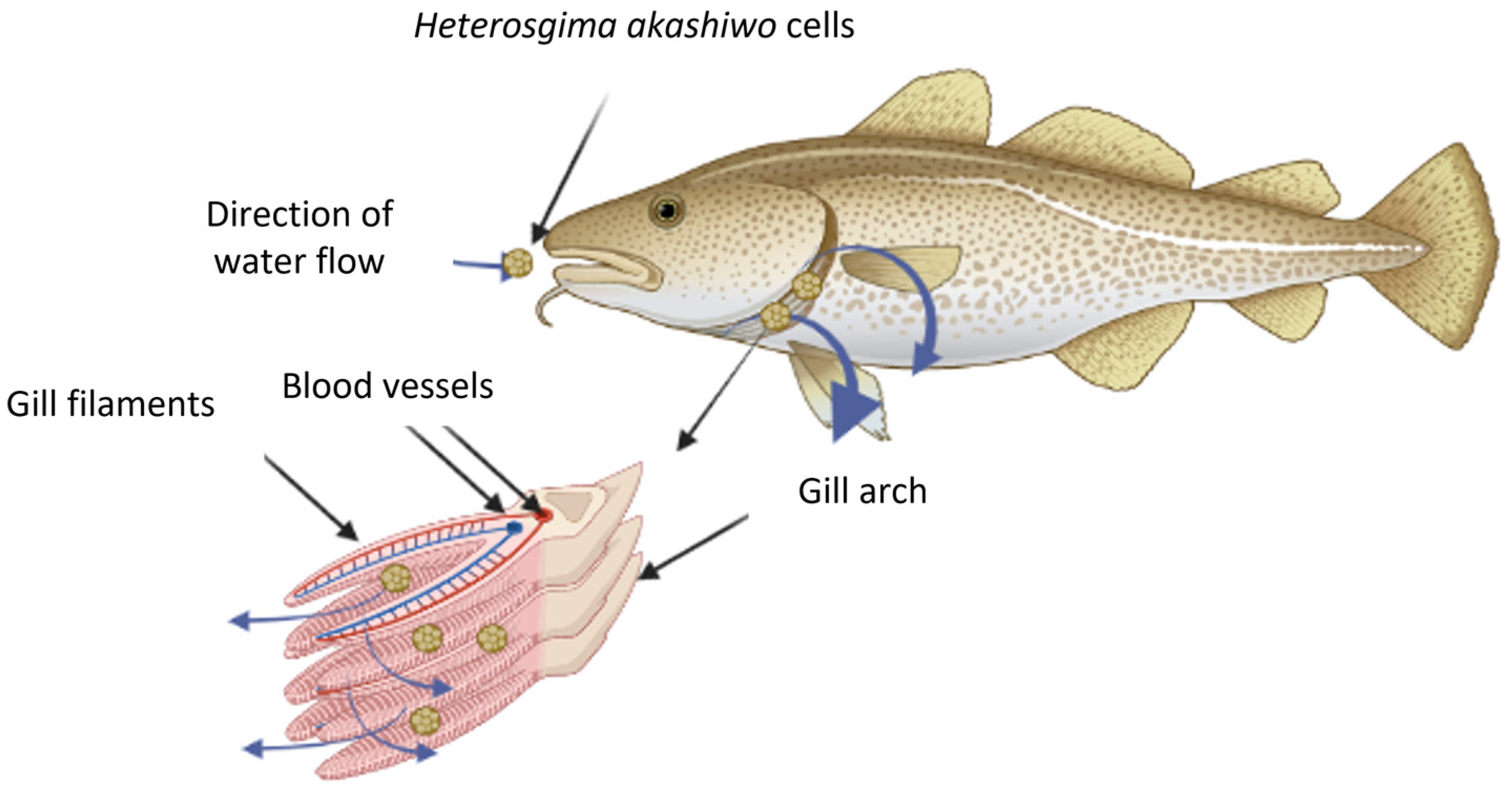 fish excretory system