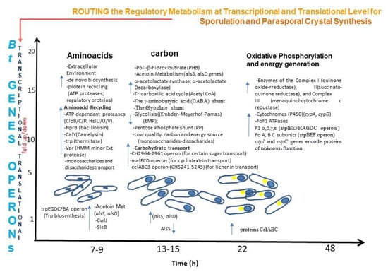 Sporulation in Bacillus thuringiensis Berliner. a The standard stages