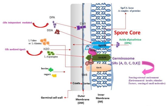 Microbiology Research, Free Full-Text