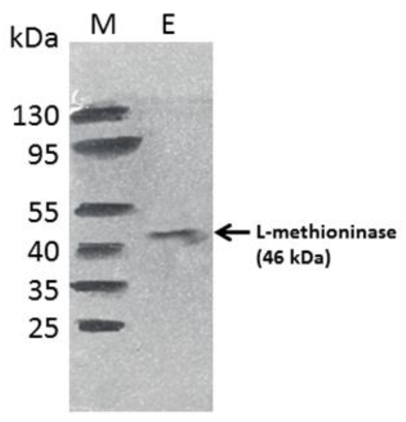 Microbiolres 14 00066 g005 Microbiolres 14 00066 g005