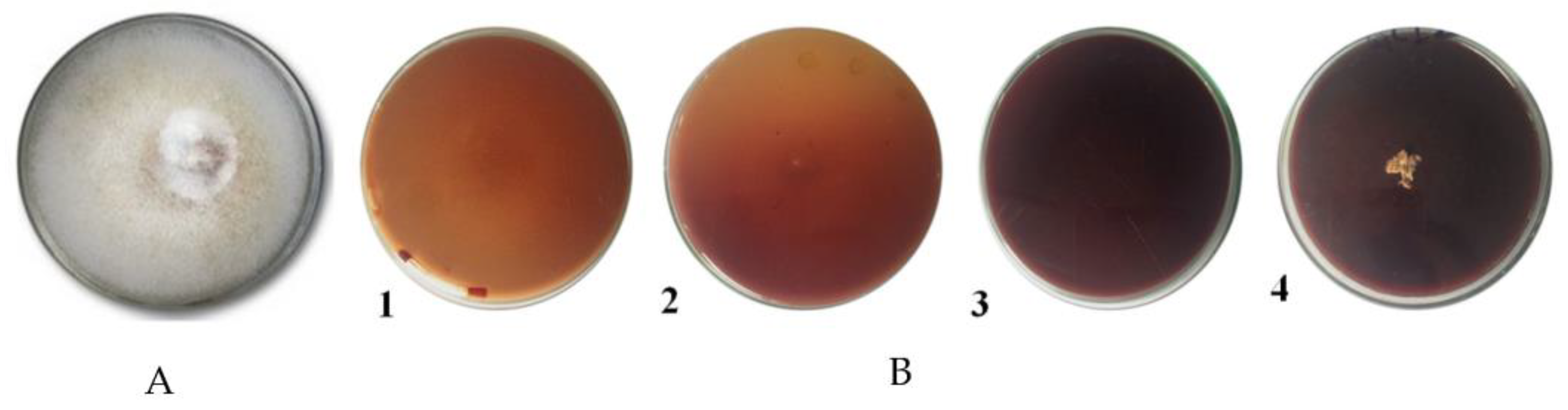 Microbiolres 14 00095 g002 Microbiolres 14 00095 g002