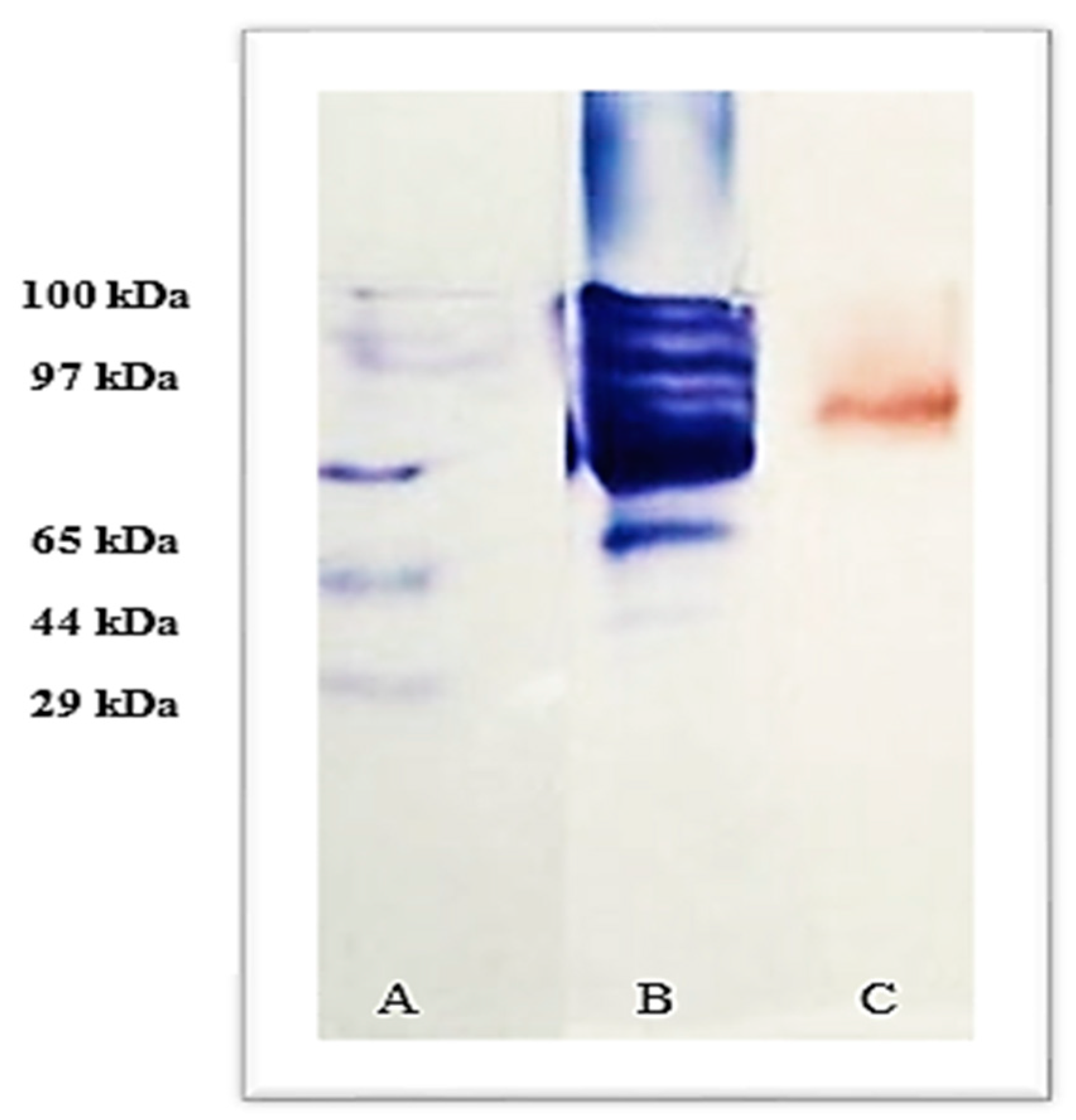 Microbiolres 14 00095 g004 Microbiolres 14 00095 g004