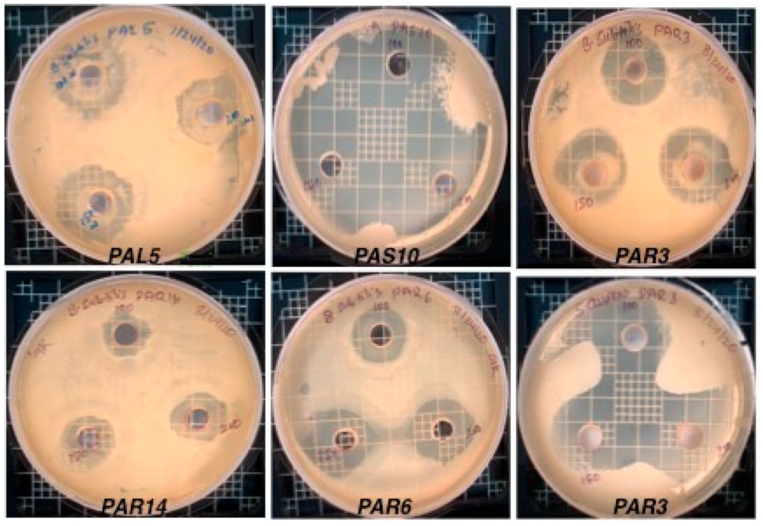 Microbiolres 14 00100 g002