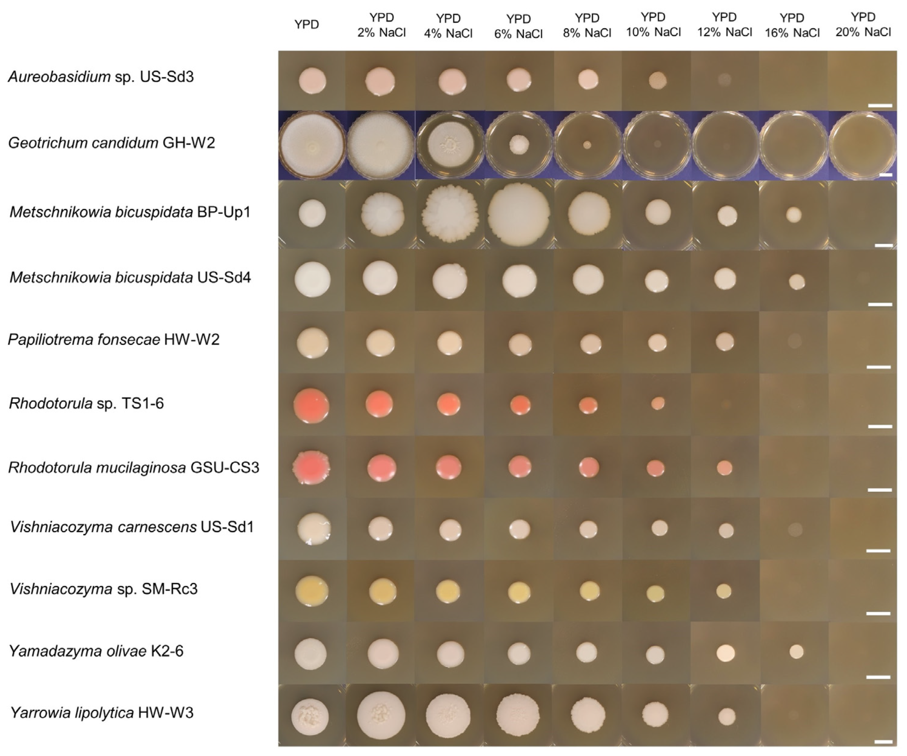Microbiolres 14 00134 g006