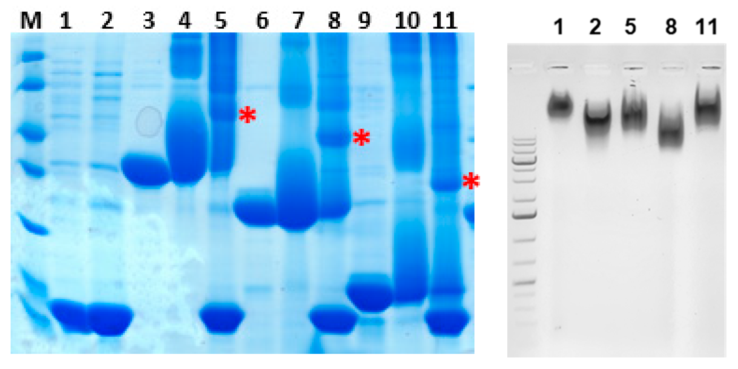 Microbiolres 14 00136 g003