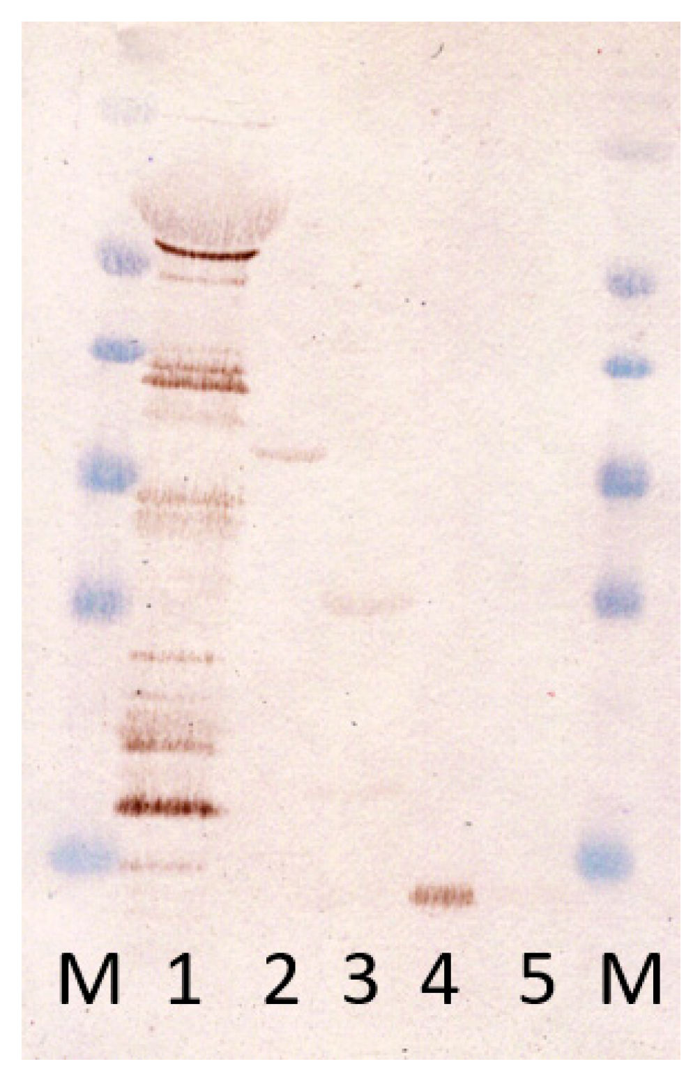 Microbiolres 14 00136 g004