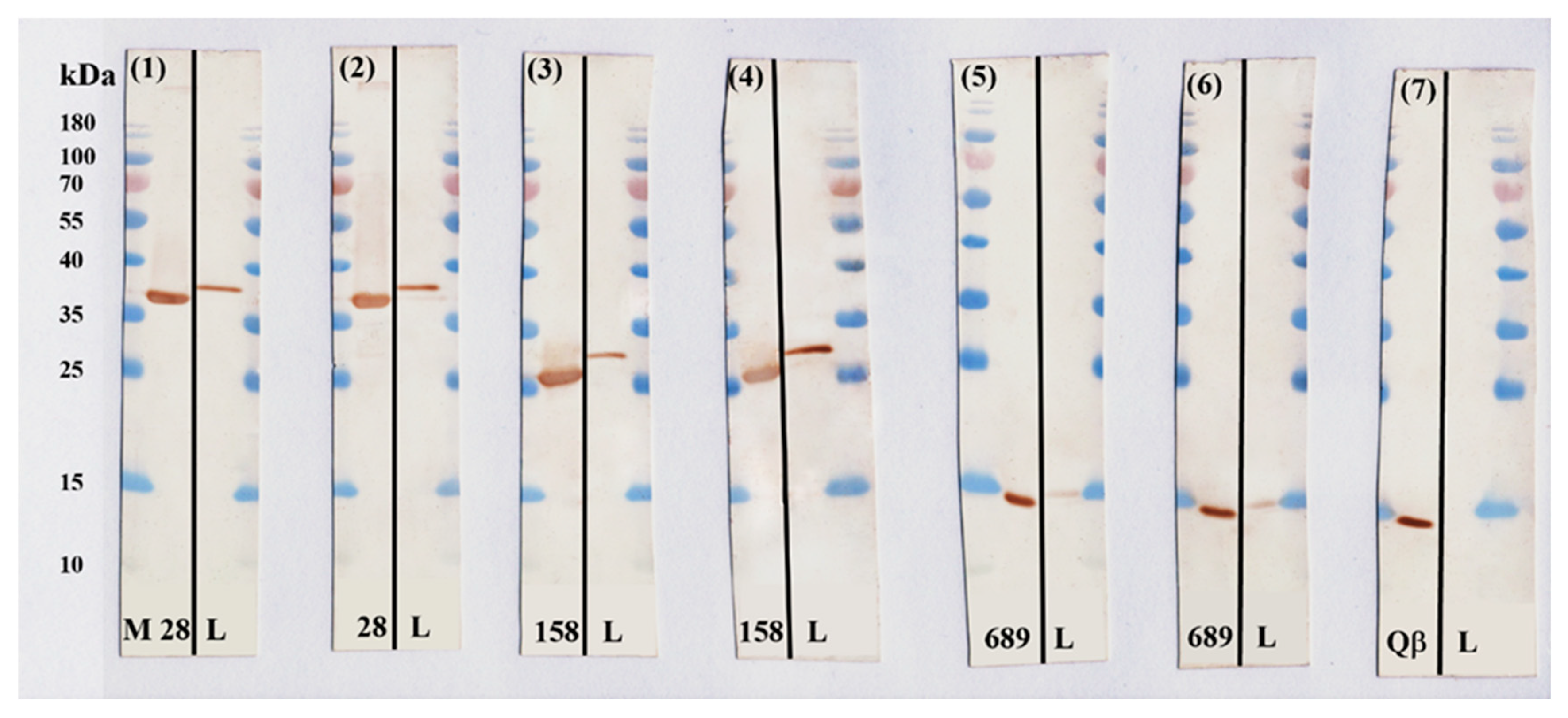 Microbiolres 14 00136 g007