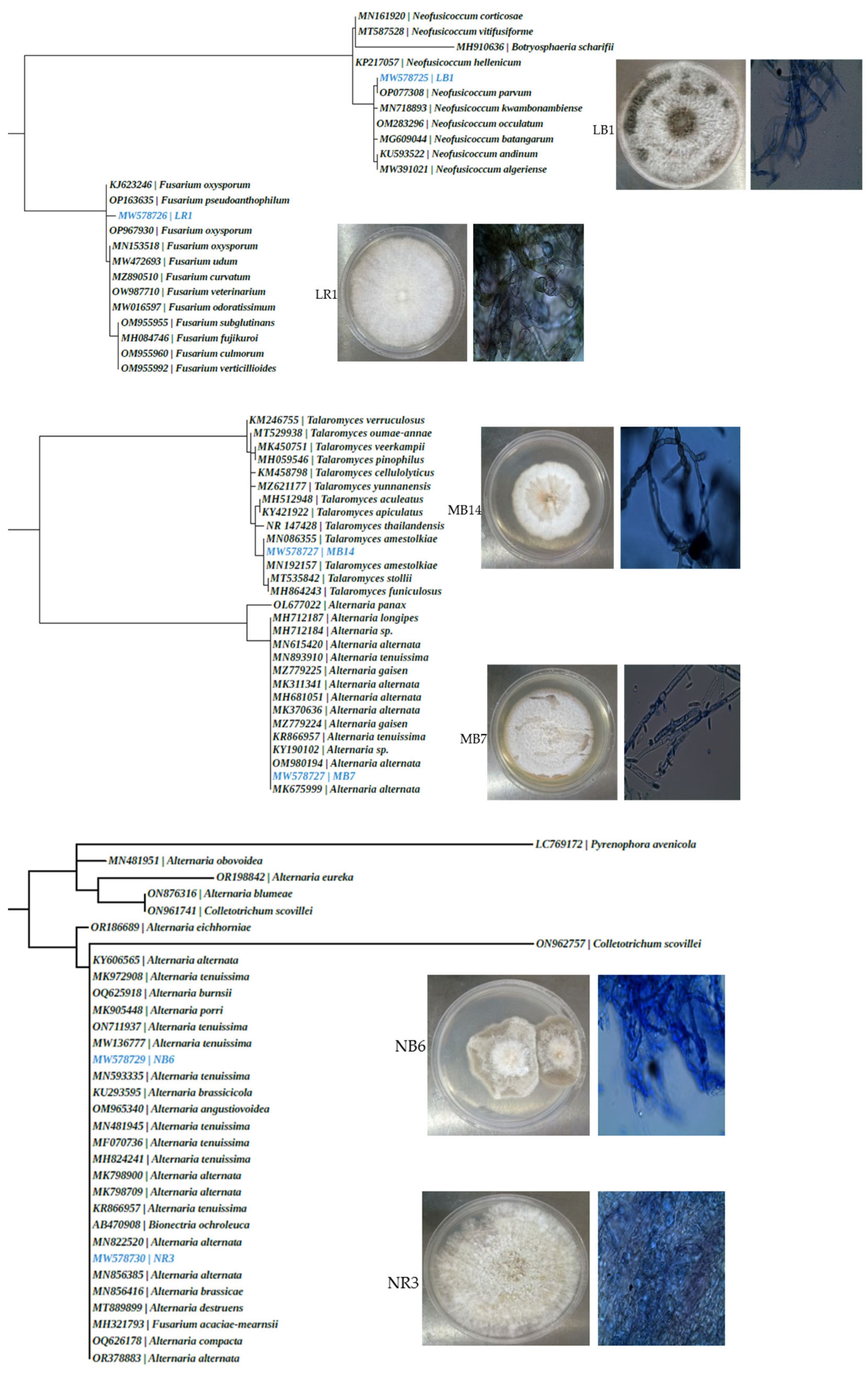 Microbiolres 14 00143 g004 Microbiolres 14 00143 g004