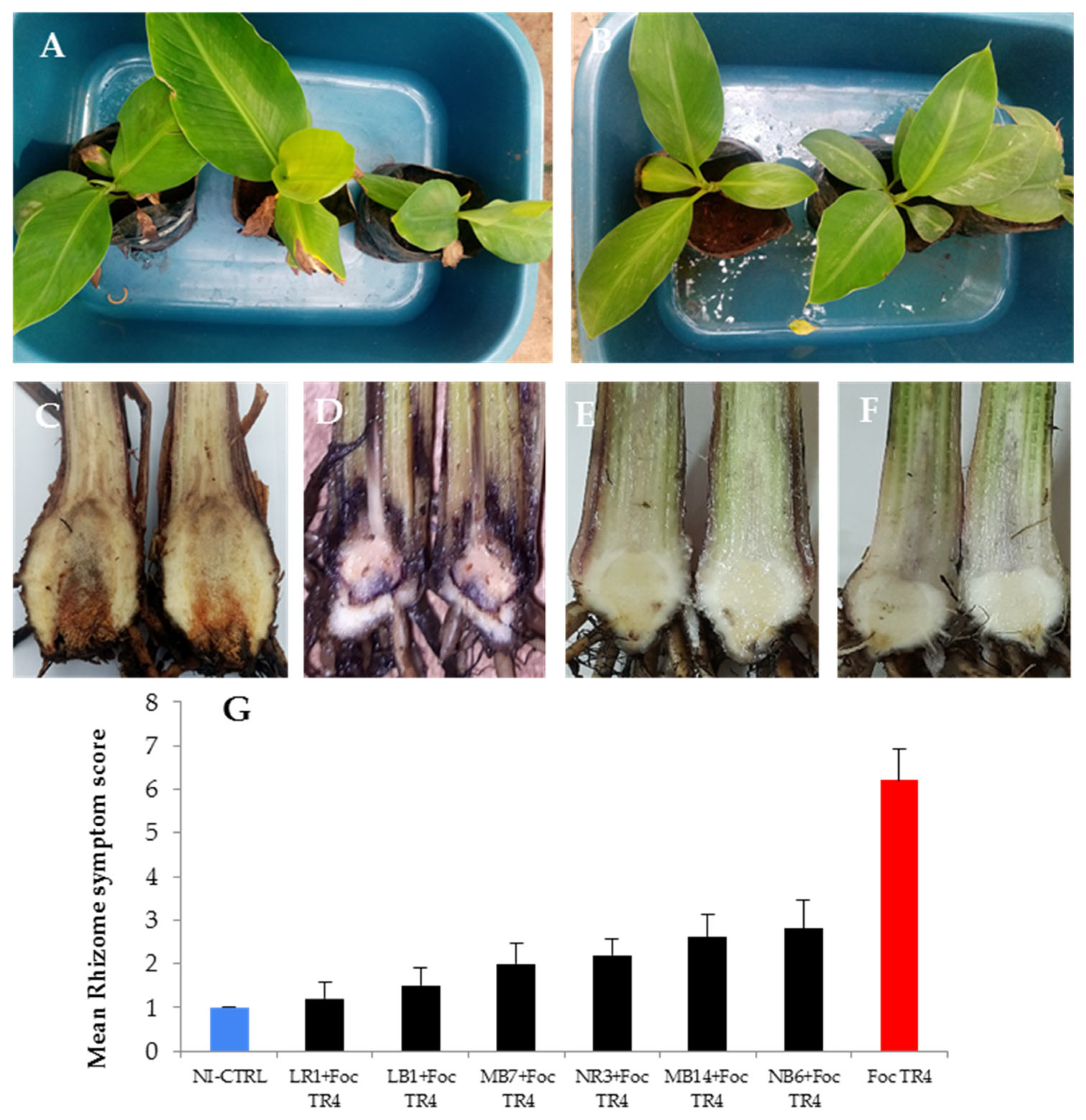Microbiolres 14 00143 g007 Microbiolres 14 00143 g007