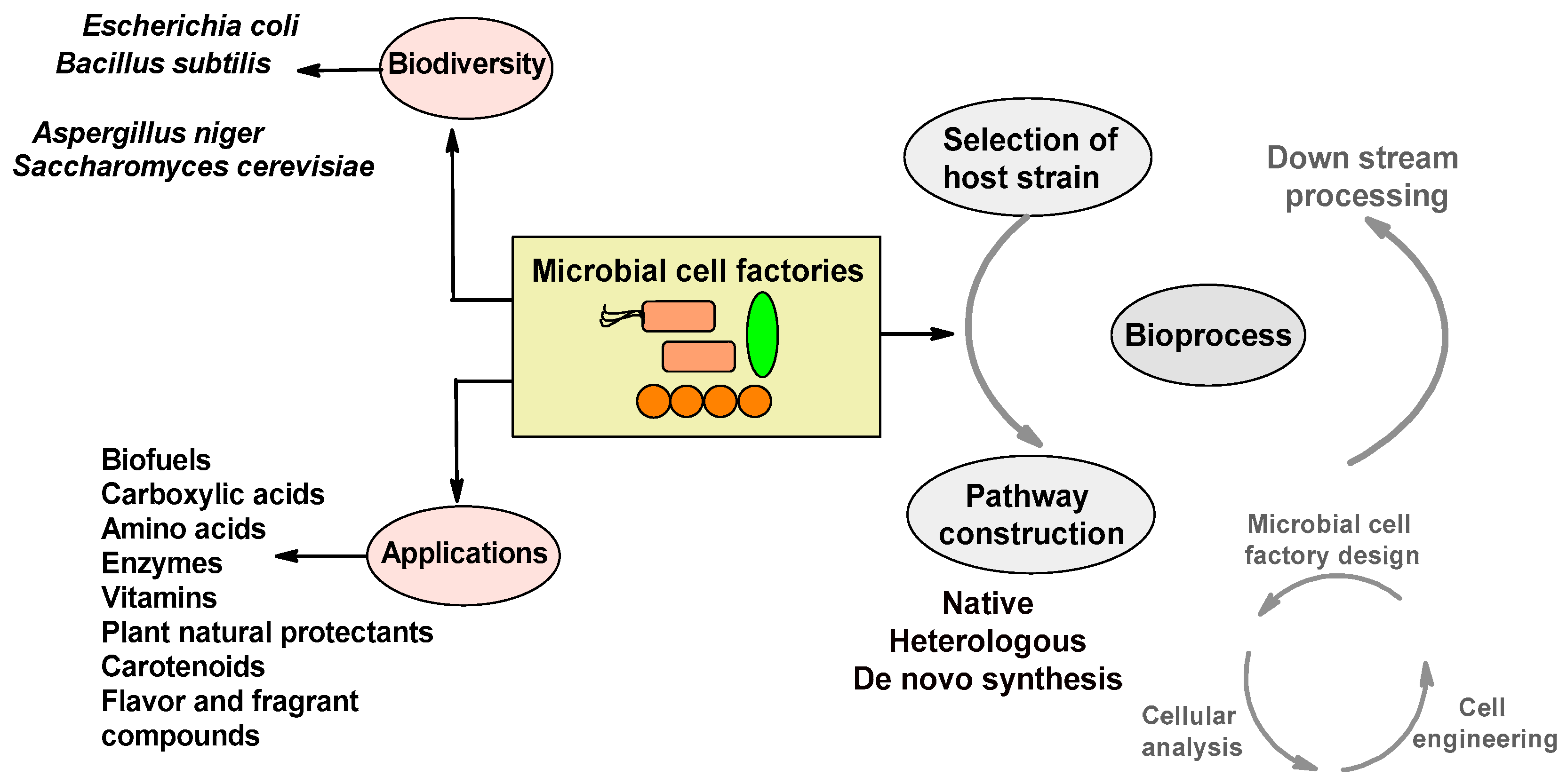 Microbiolres 15 00018 g001
