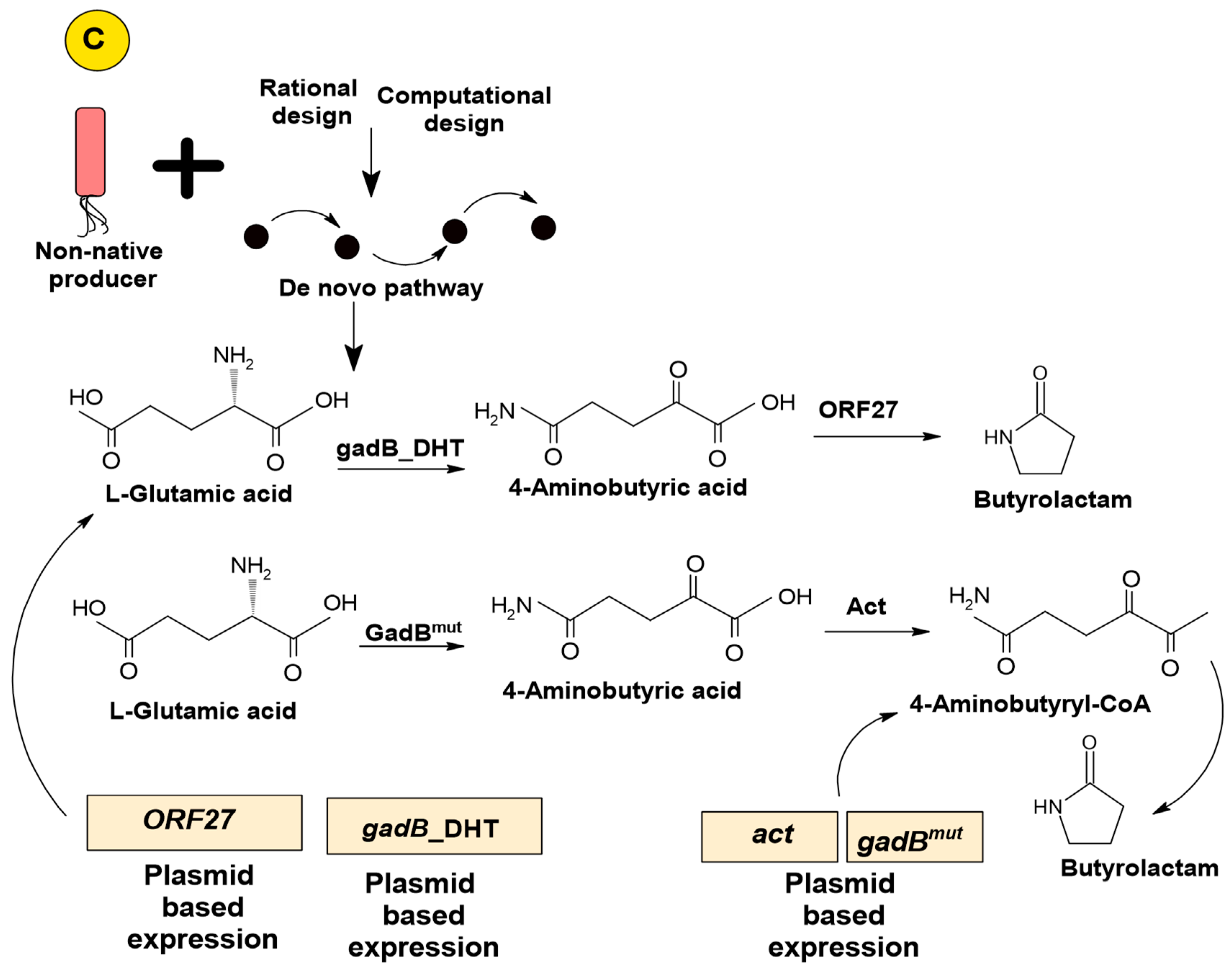 Microbiolres 15 00018 g002b