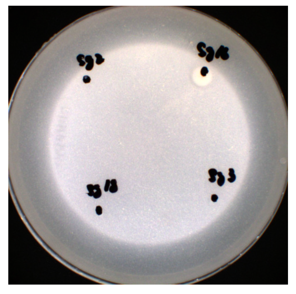 Microbiolres 15 00091 g007