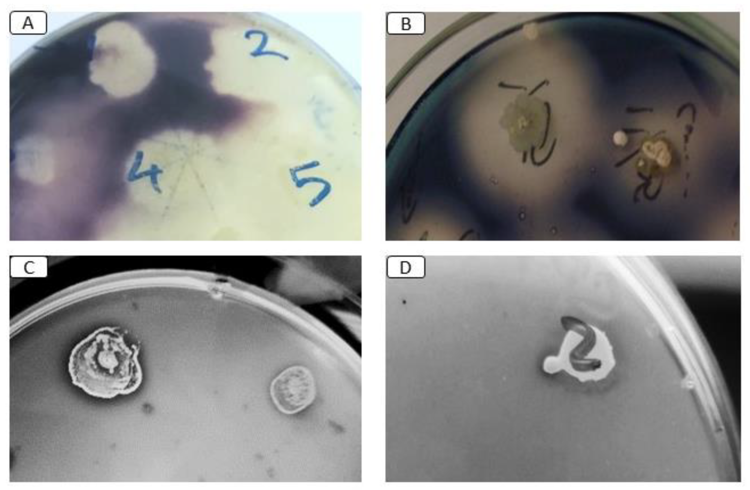 Microbiolres 15 00092 g003