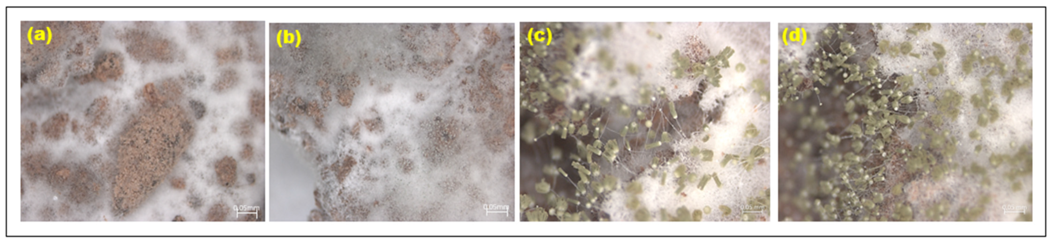 Microbiolres 15 00093 g009