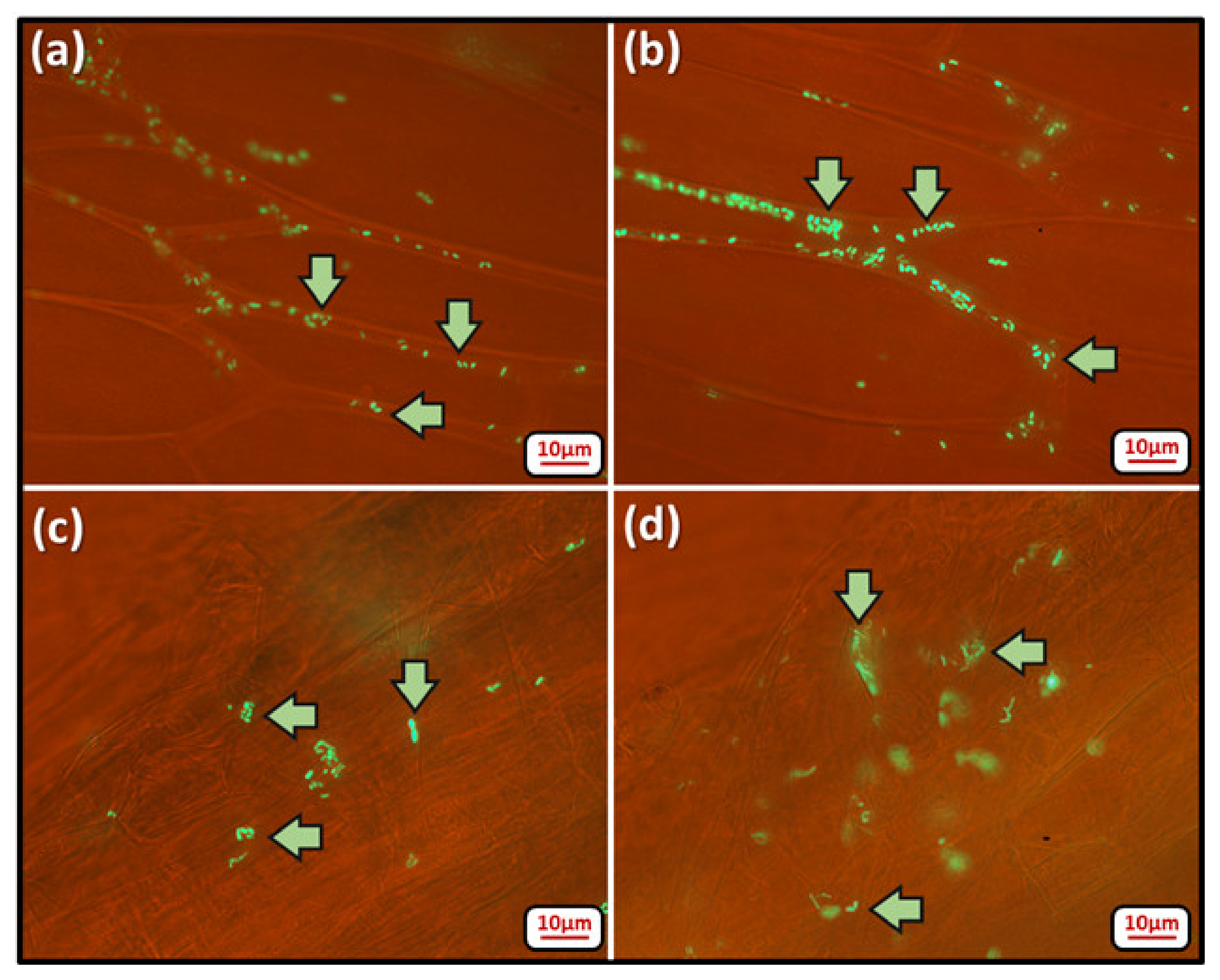 Microbiolres 15 00131 g004