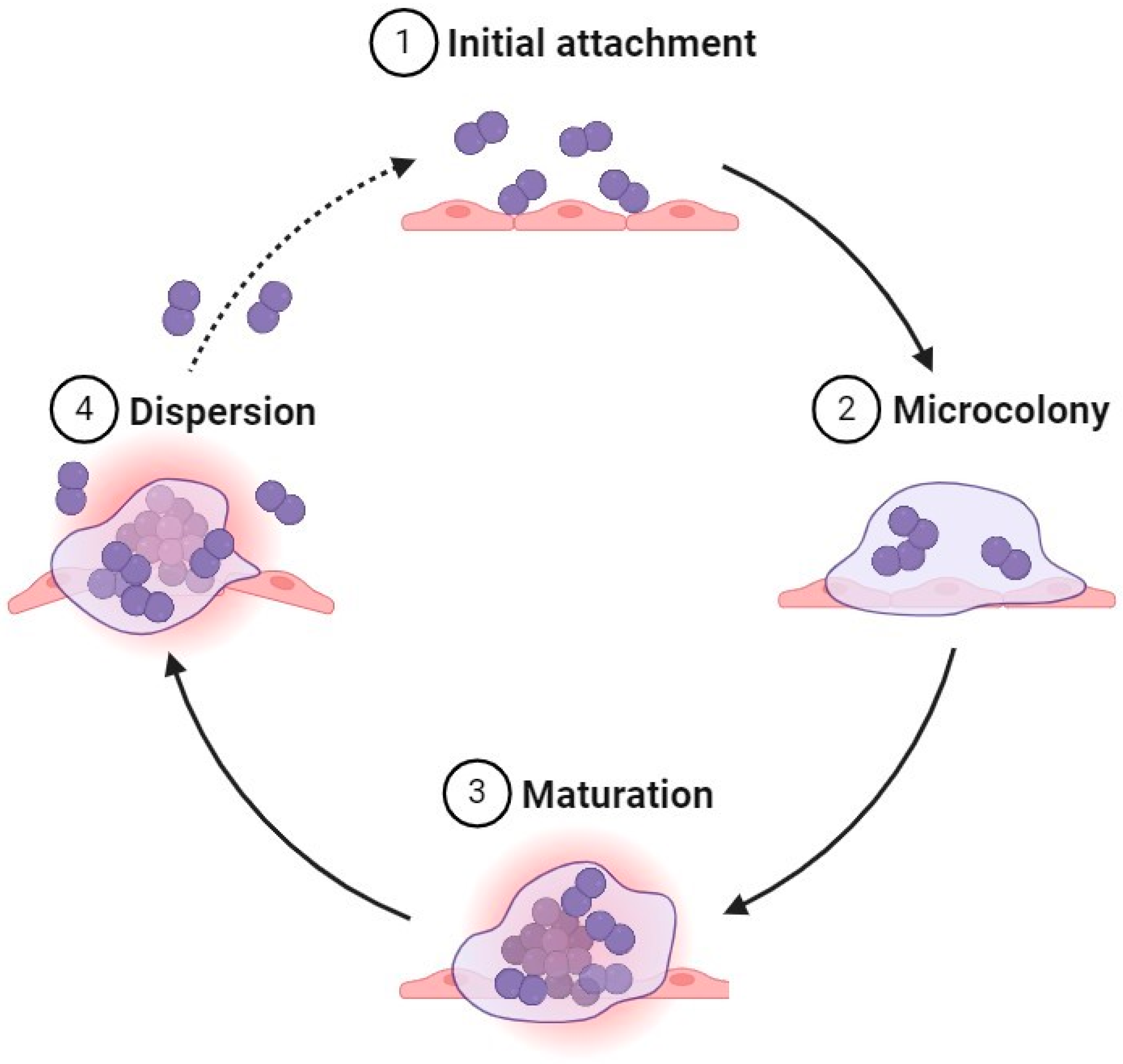 Microbiolres 15 00132 g001