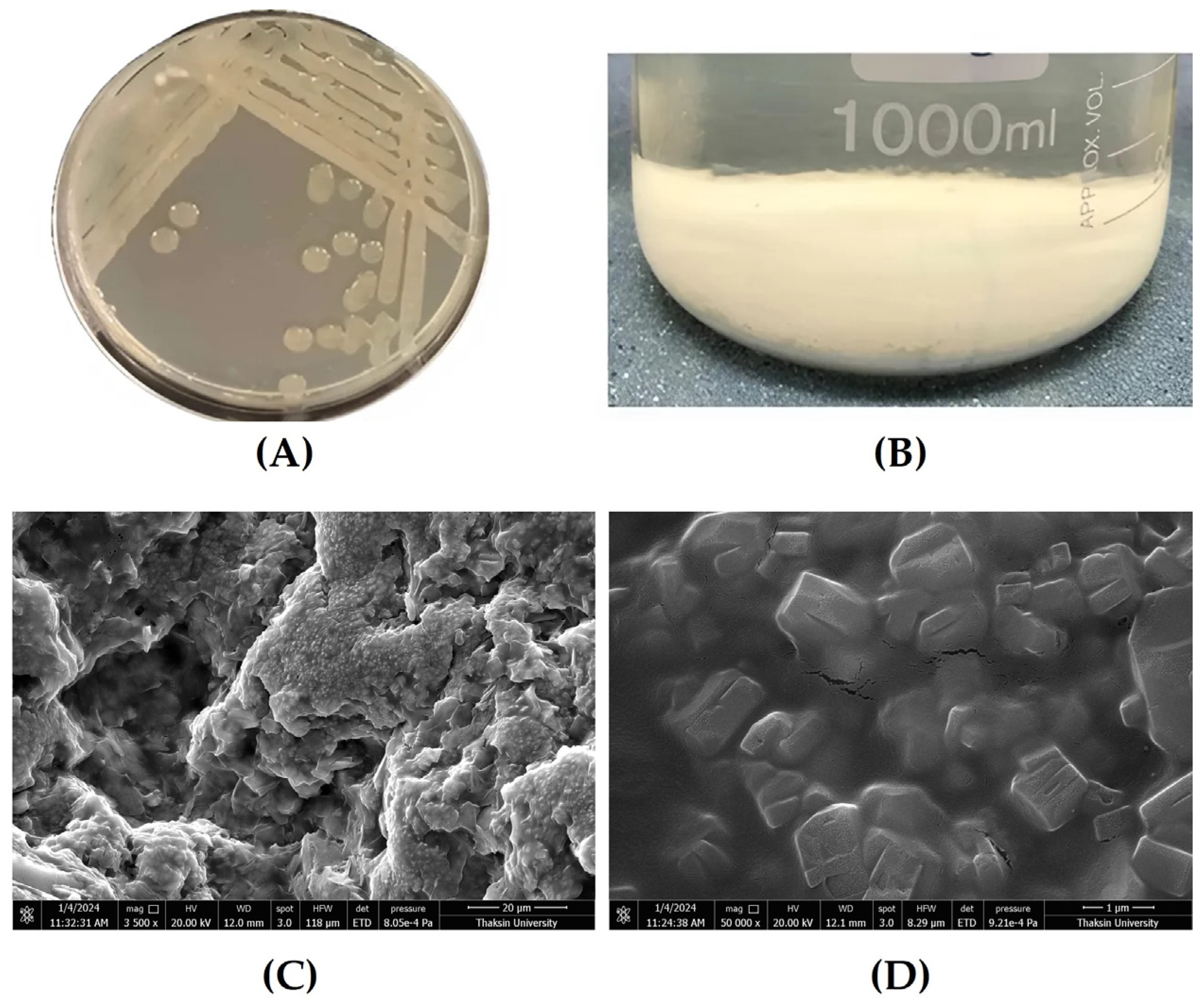 Microbiolres 15 00148 g003