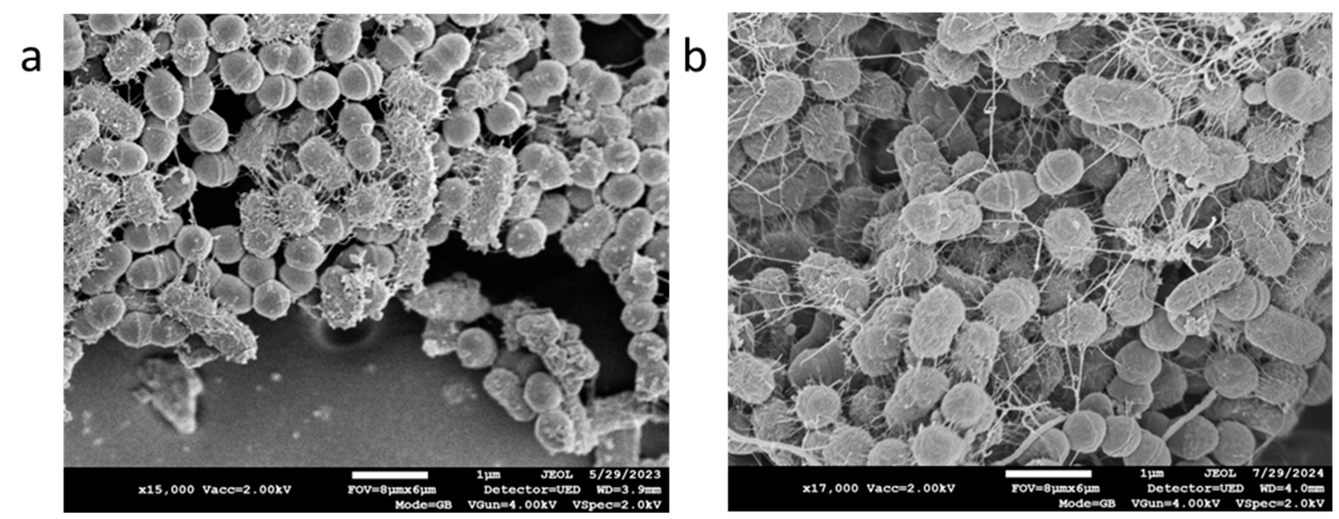 Microbiolres 15 00158 g003