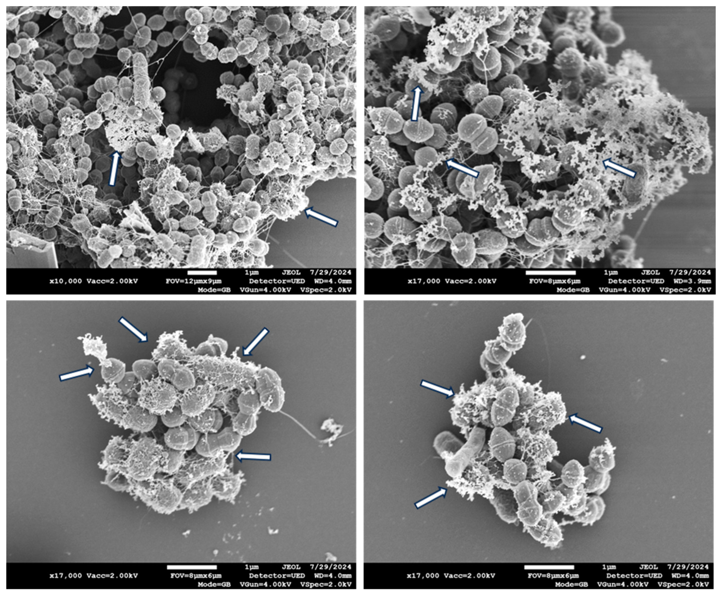 Microbiolres 15 00158 g004
