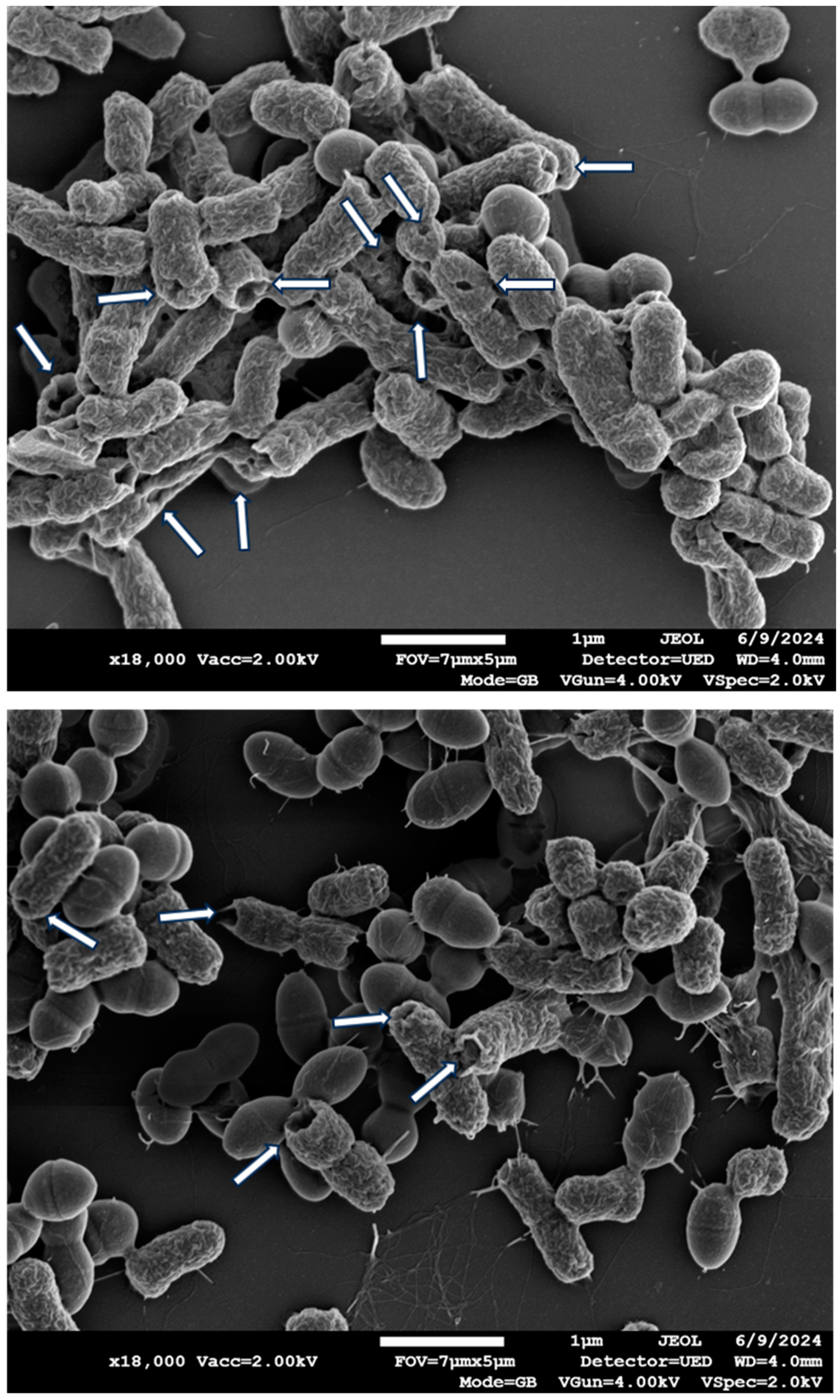 Microbiolres 15 00158 g007