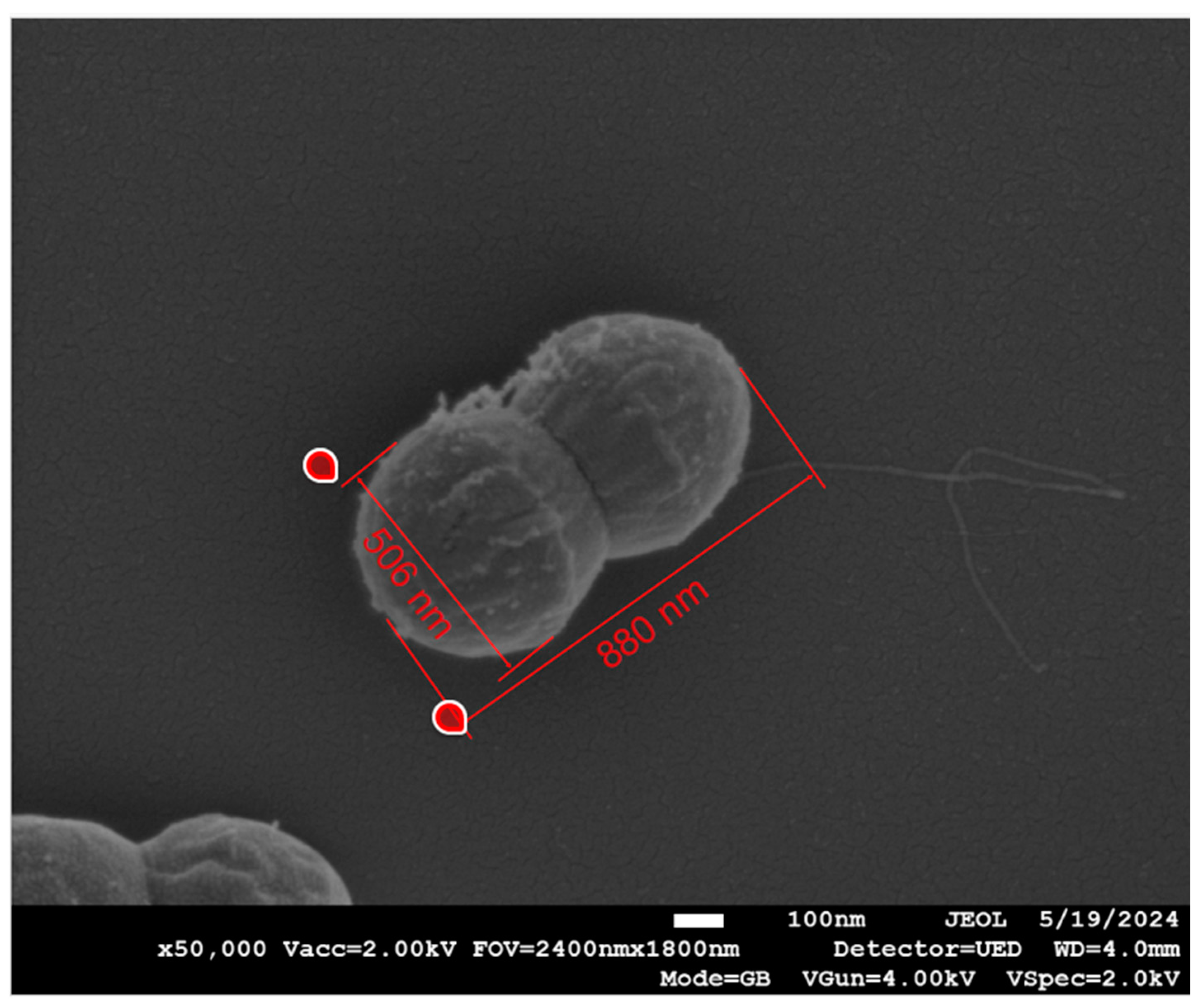 Microbiolres 15 00158 g008