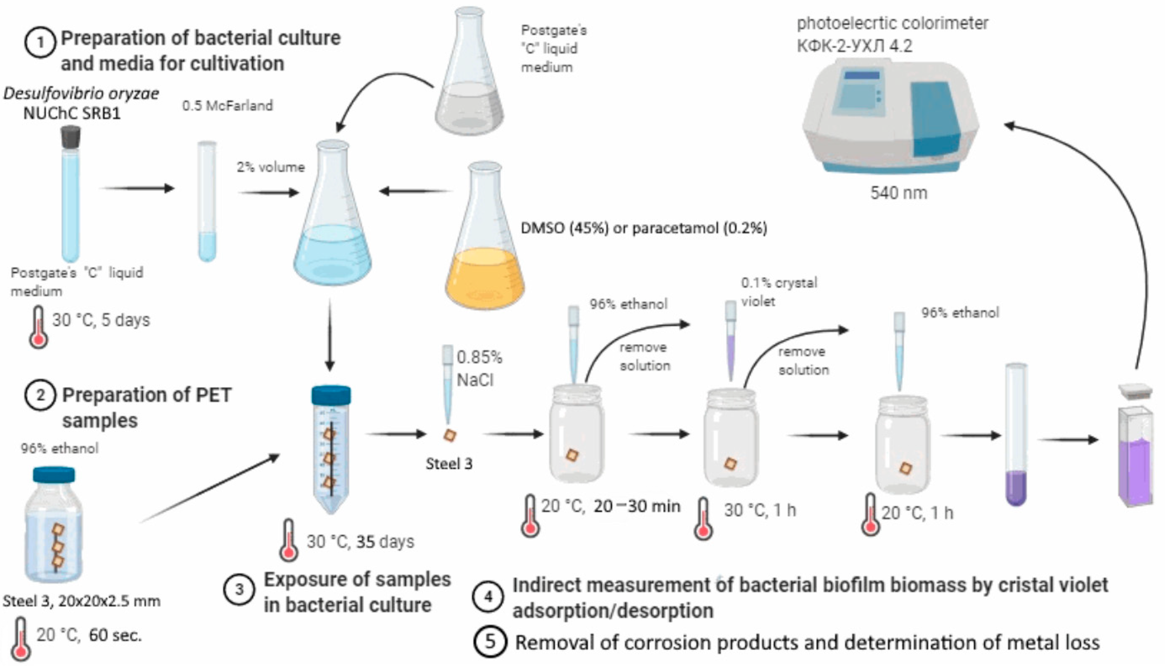 Microbiolres 16 00021 g004 Microbiolres 16 00021 g004
