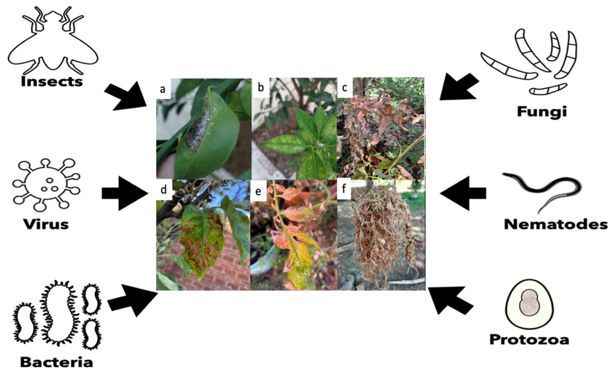 Microbiolres 16 00086 g001 Microbiolres 16 00086 g001