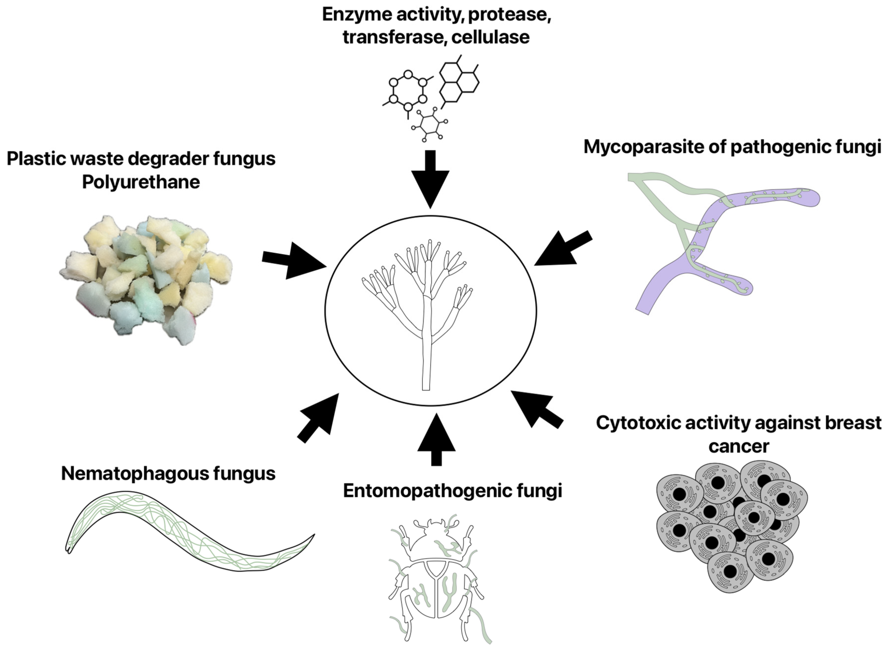 Microbiolres 16 00086 g005 Microbiolres 16 00086 g005
