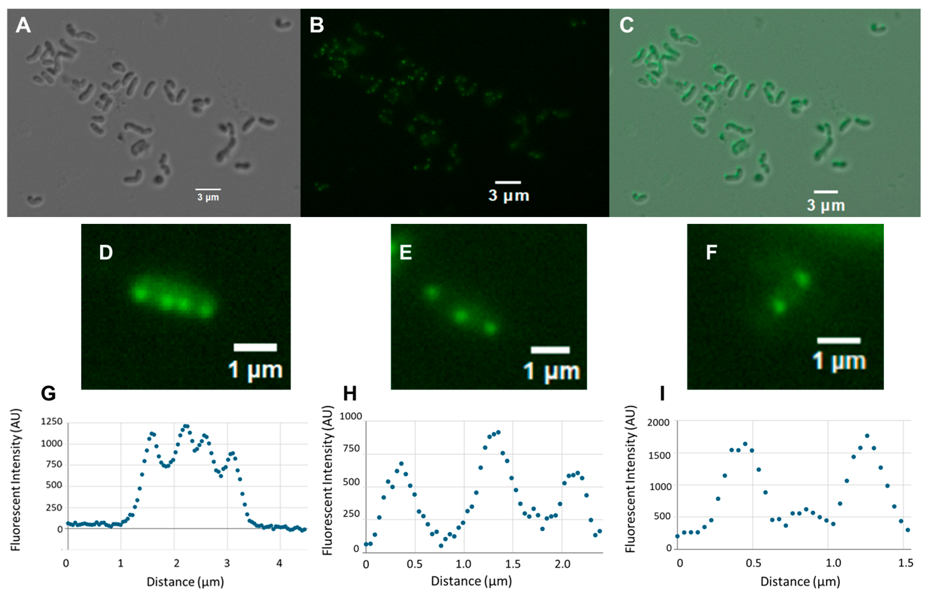 Microbiolres 16 00155 g002 Microbiolres 16 00155 g002