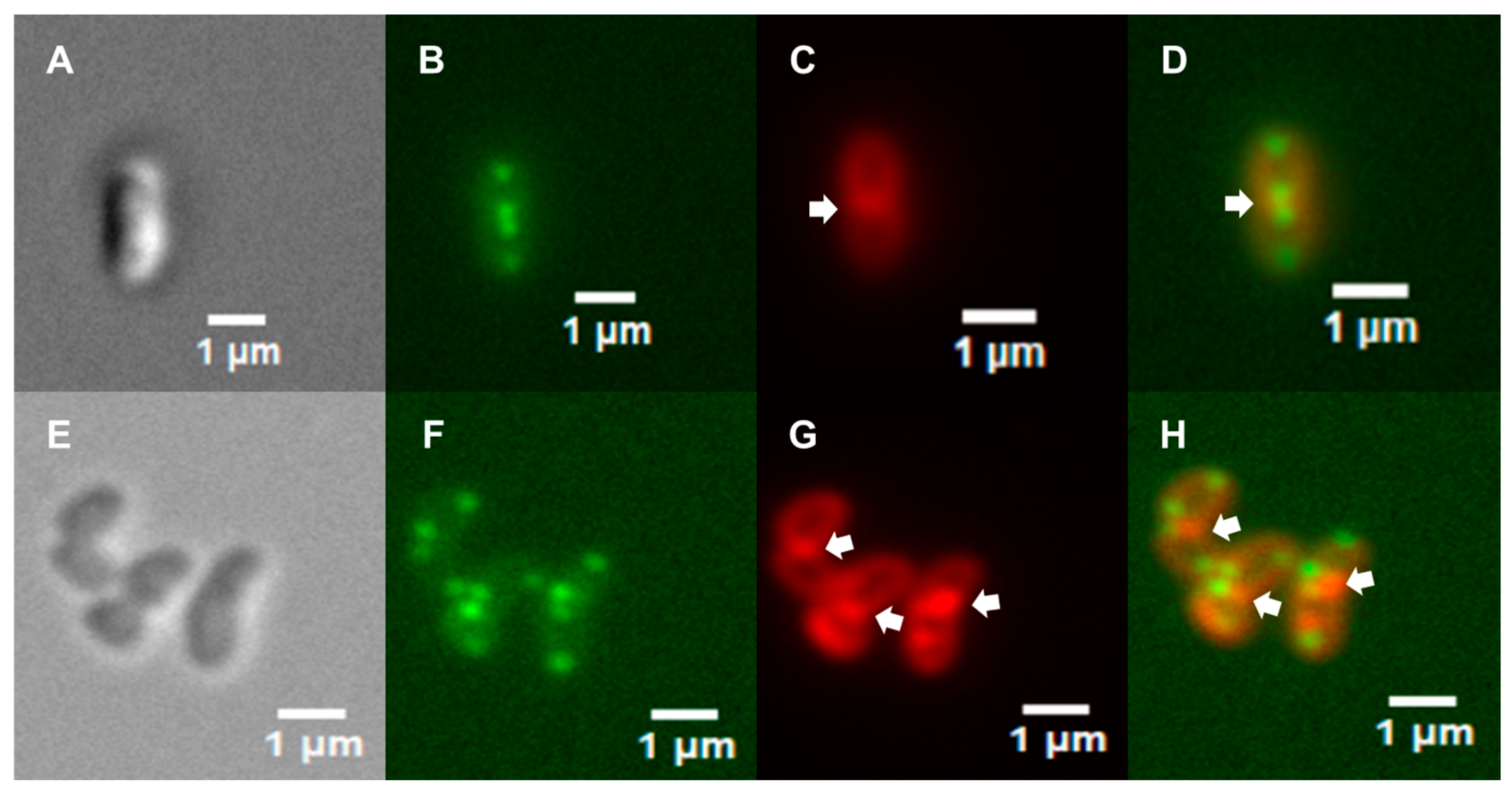 Microbiolres 16 00155 g003 Microbiolres 16 00155 g003