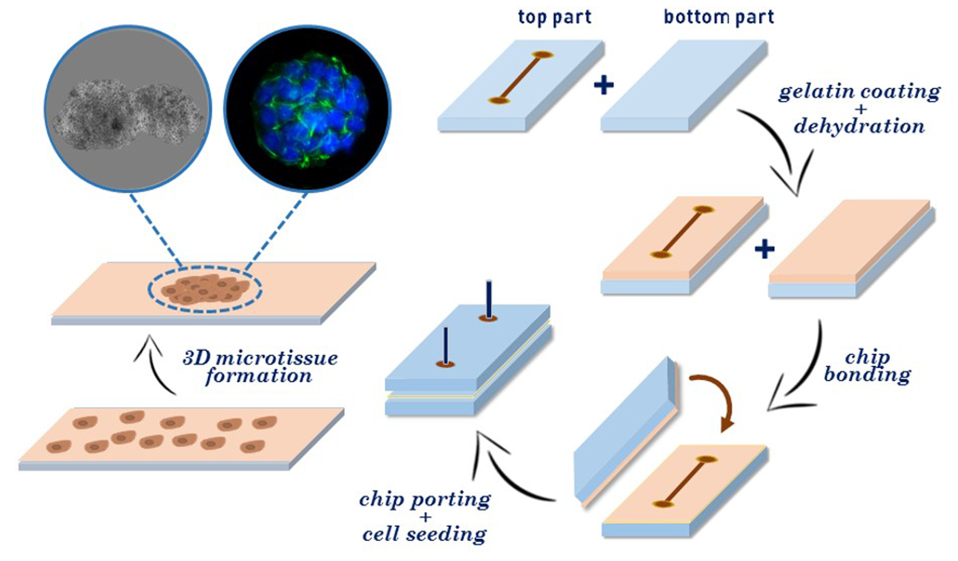 Micromachines | Free Full-Text | Gelatin-Coated Microfluidic Channels for  3D Microtissue Formation: On-Chip Production and Characterization