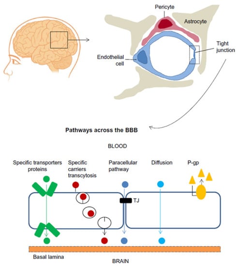 Micromachines Free Full Text Recent Progress In Microfluidic Models Of The Blood Brain Barrier Html