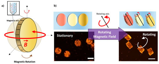 Micromachines | Free Full-Text | Microspinning: Local Surface Mixing via  Rotation of Magnetic Microparticles for Efficient Small-Volume Bioassays |  HTML