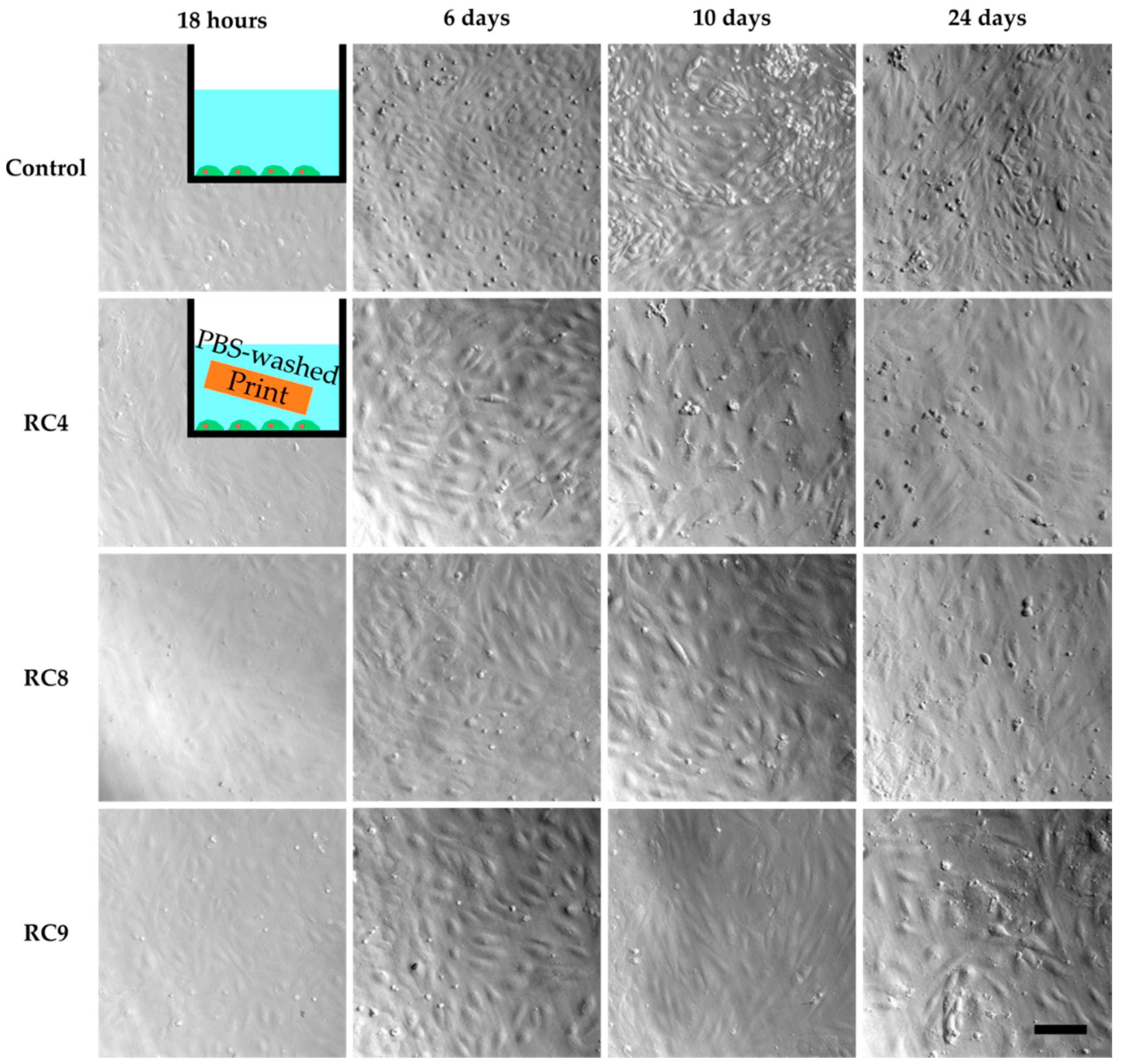 Micromachines Free Full Text A Non Cytotoxic Resin For Micro Stereolithography For Cell Cultures Of Huvecs Html