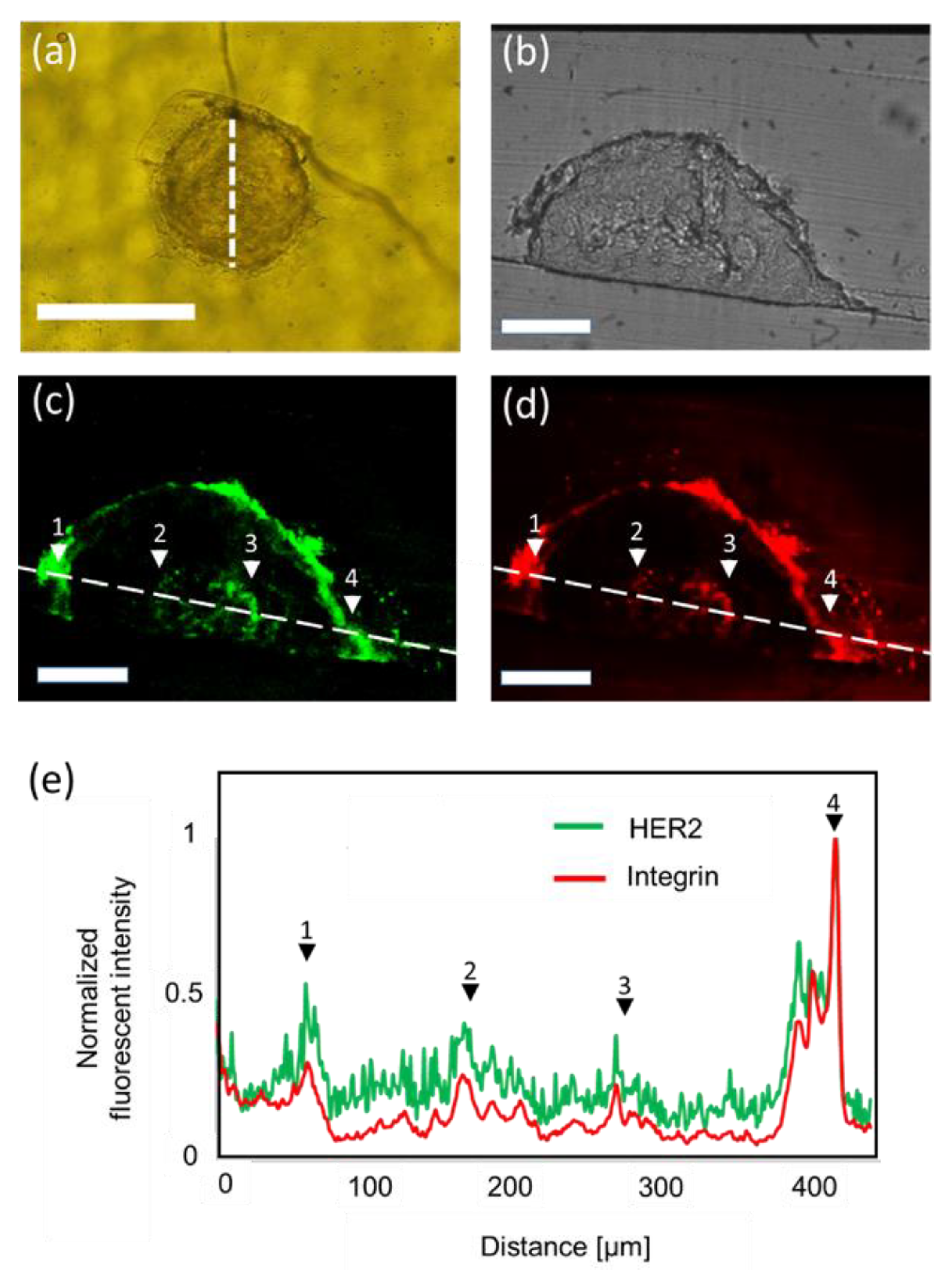Micromachines 11 00480 g004