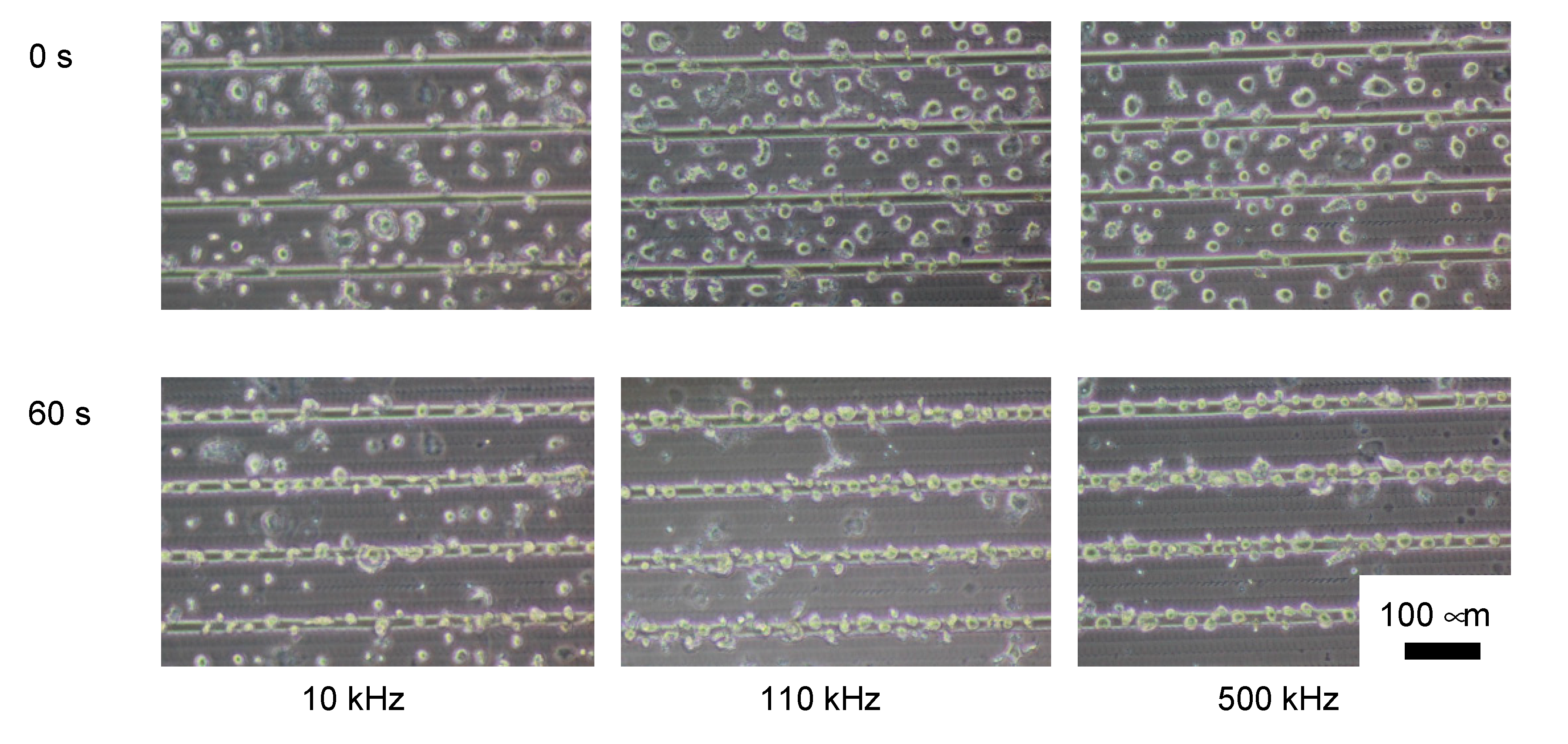 Micromachines 11 00734 g006
