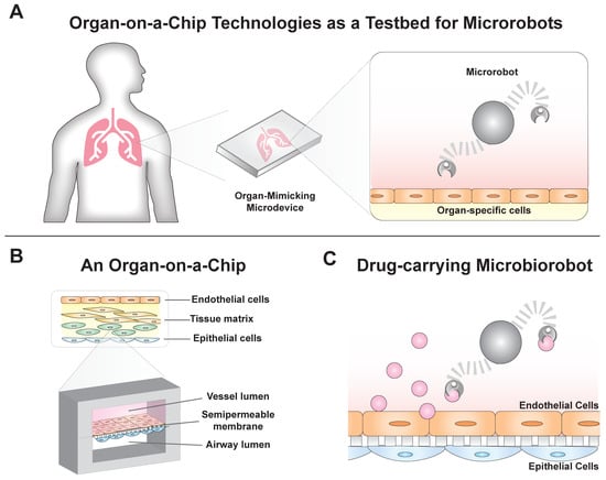 Cells, Tissues and Organs Revision Quiz by Cre8tive Resources