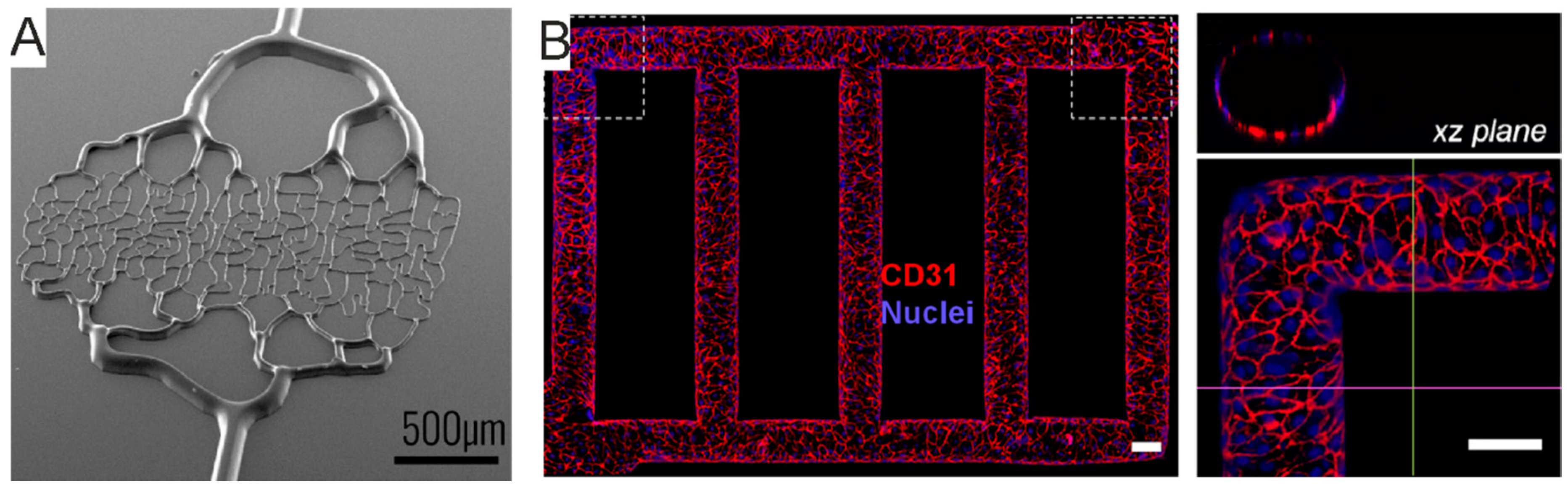 Micromachines Free Full Text Electrophysiology Read Out Tools For Brain On Chip Biotechnology Html