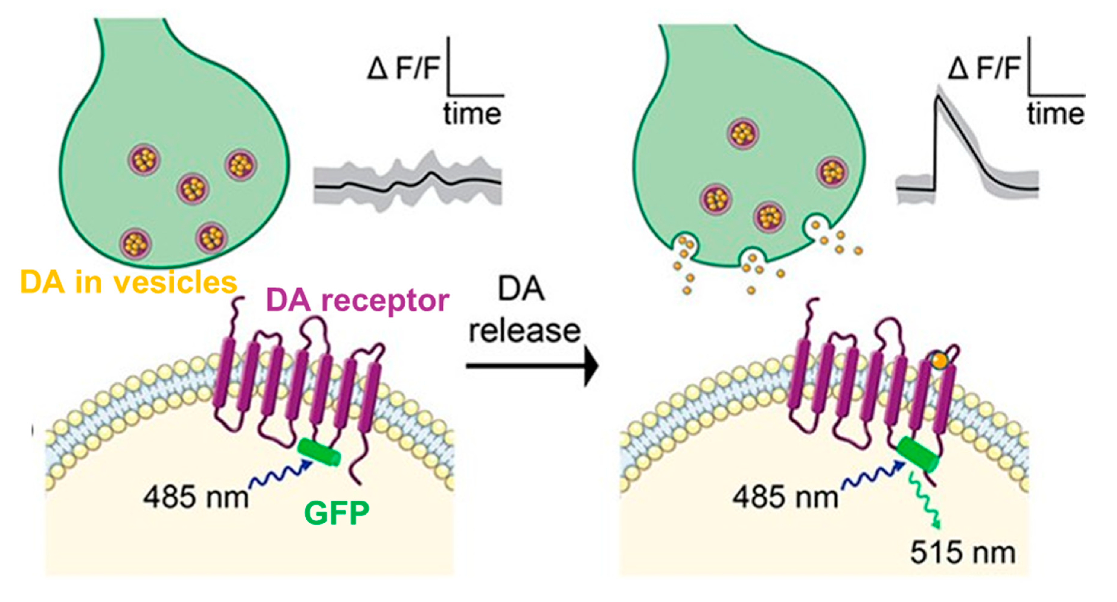 Micromachines 12 00208 g005