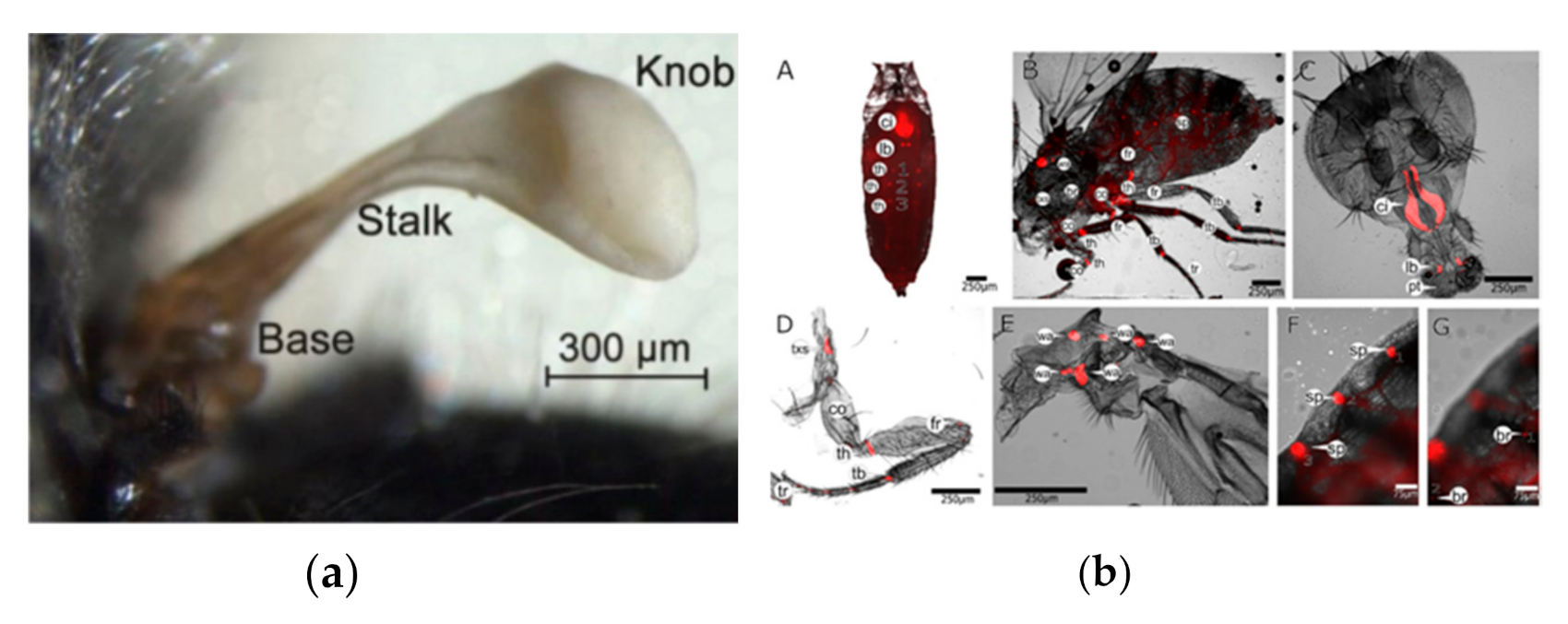 Micromachines 12 00511 g002 Micromachines 12 00511 g002