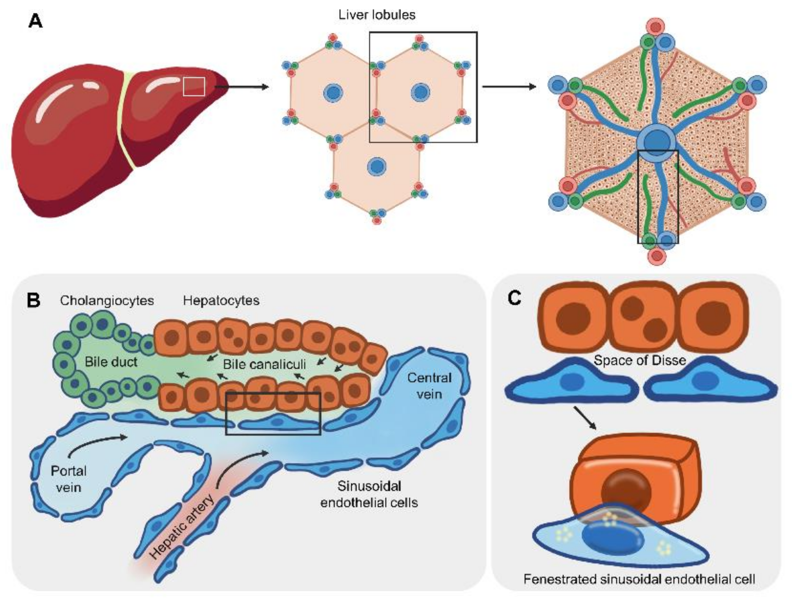 Micromachines | Free Full-Text | Progress and Challenges in the Use of a  Liver-on-a-Chip for Hepatotropic Infectious Diseases