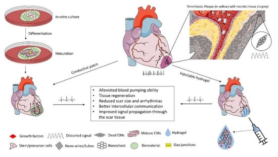 How the body regulates scar tissue growth after heart attacks